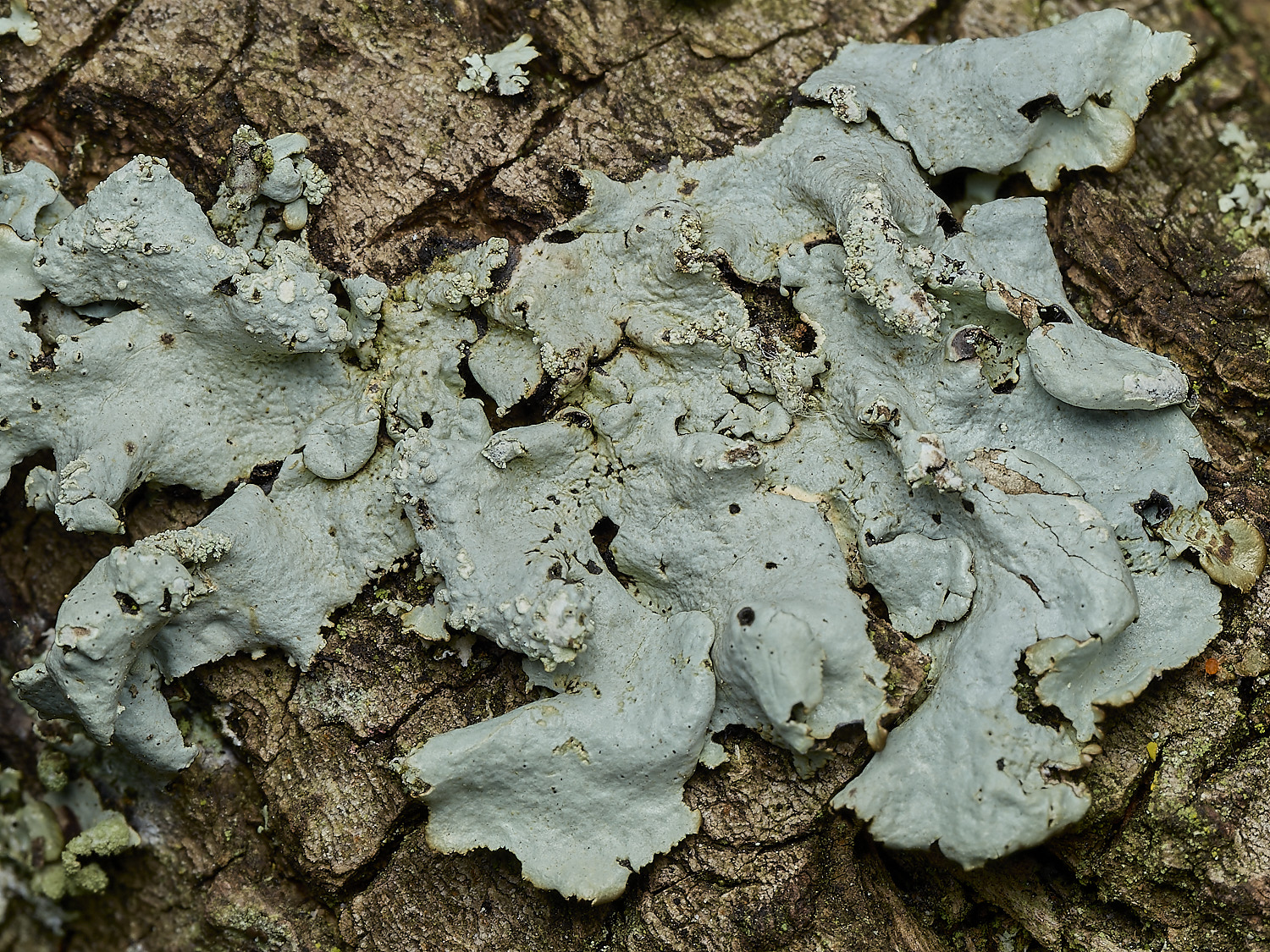 RanworthLichen12210426-1