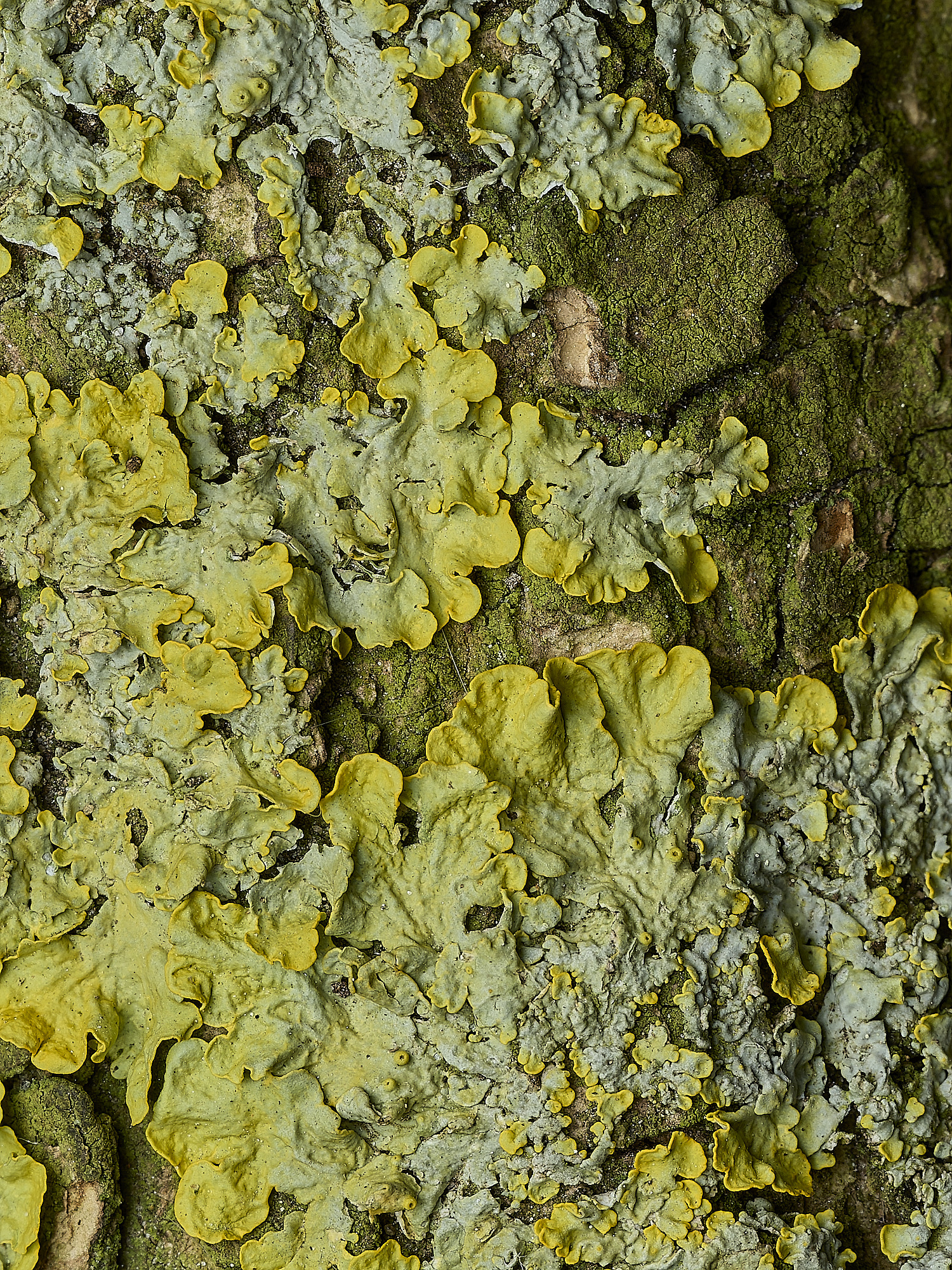 RanworthLichen13210426-3