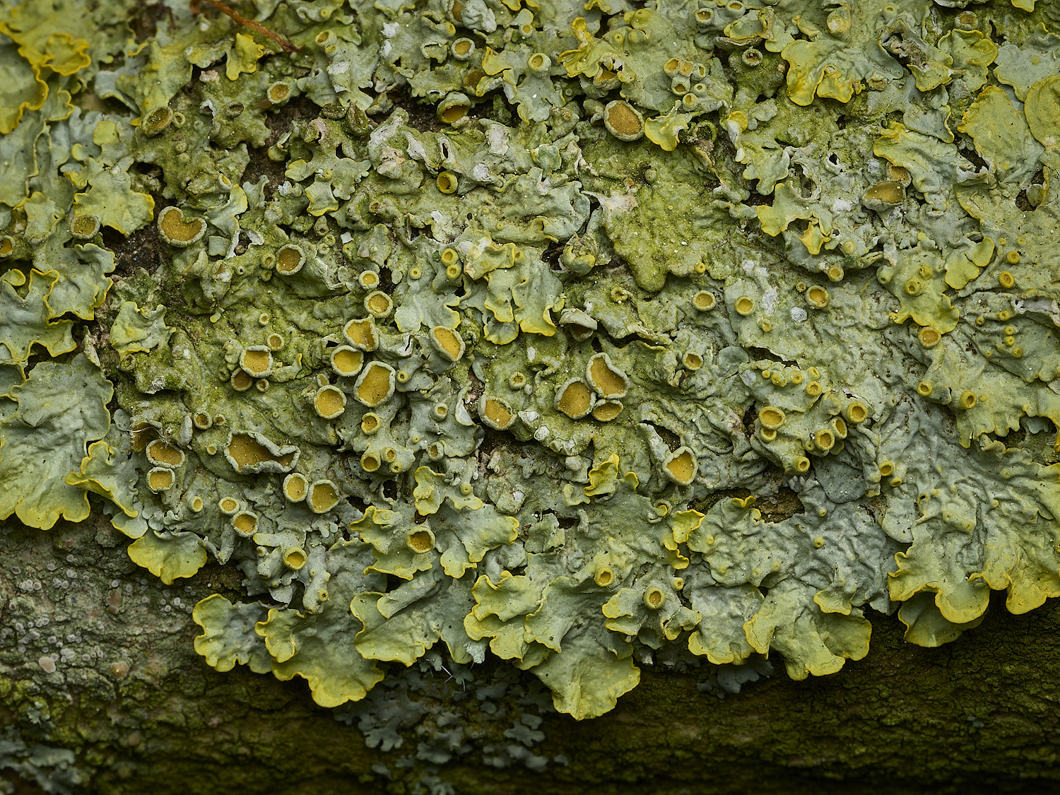 RanworthLichen13210426-4