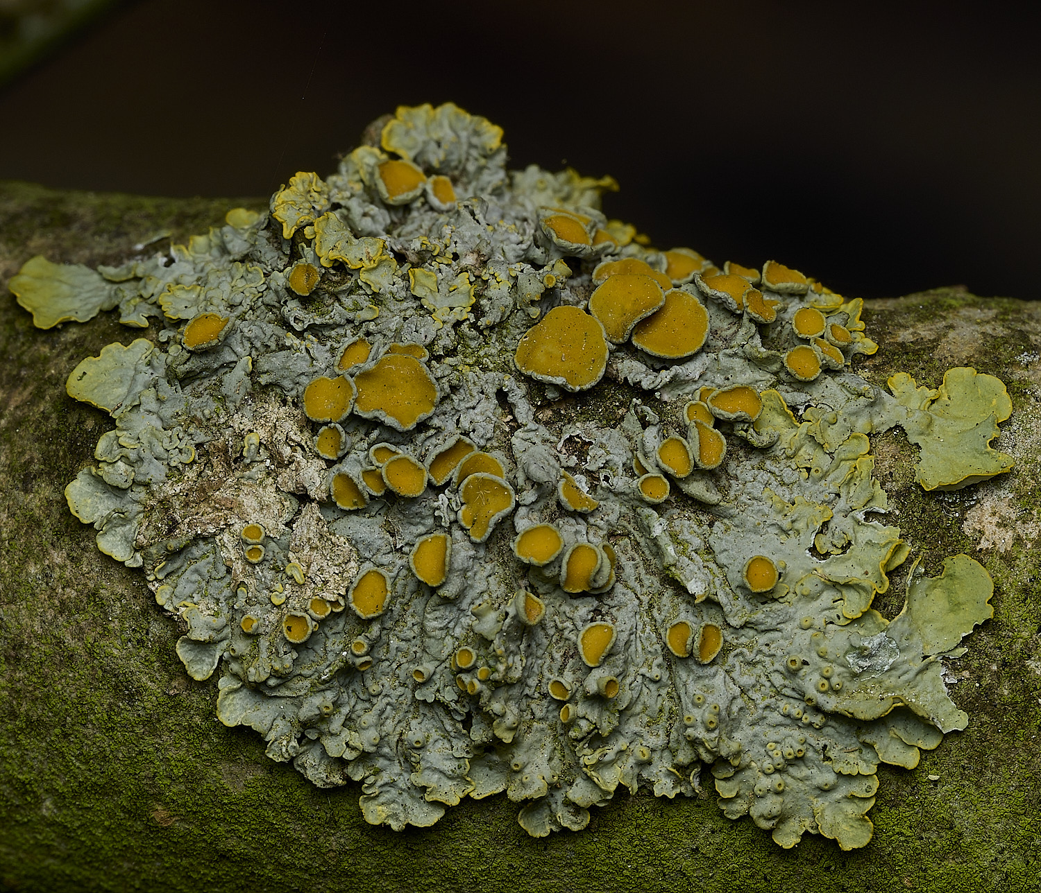 RanworthLichen13210426-5
