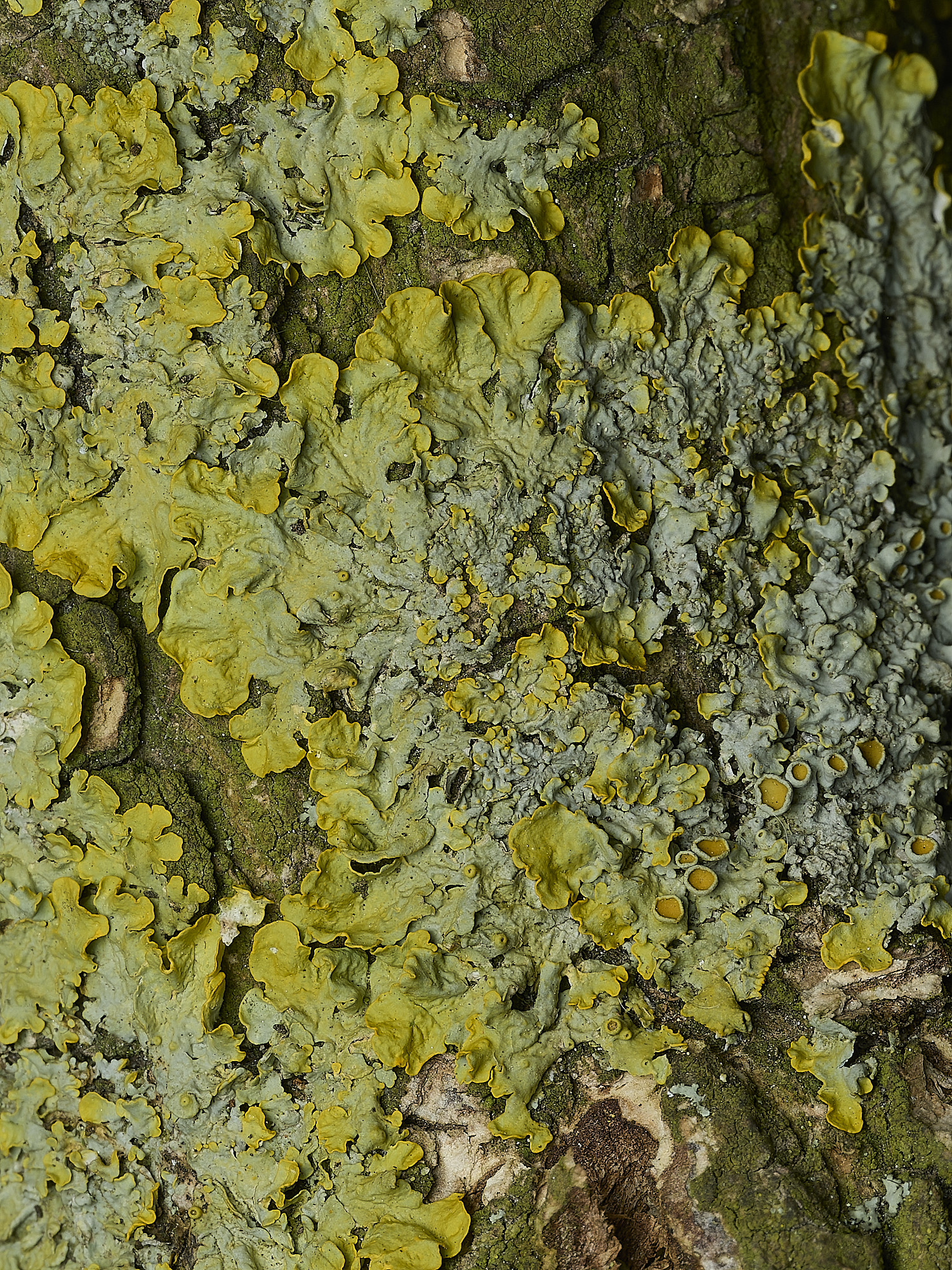 RanworthLichen13210426-1