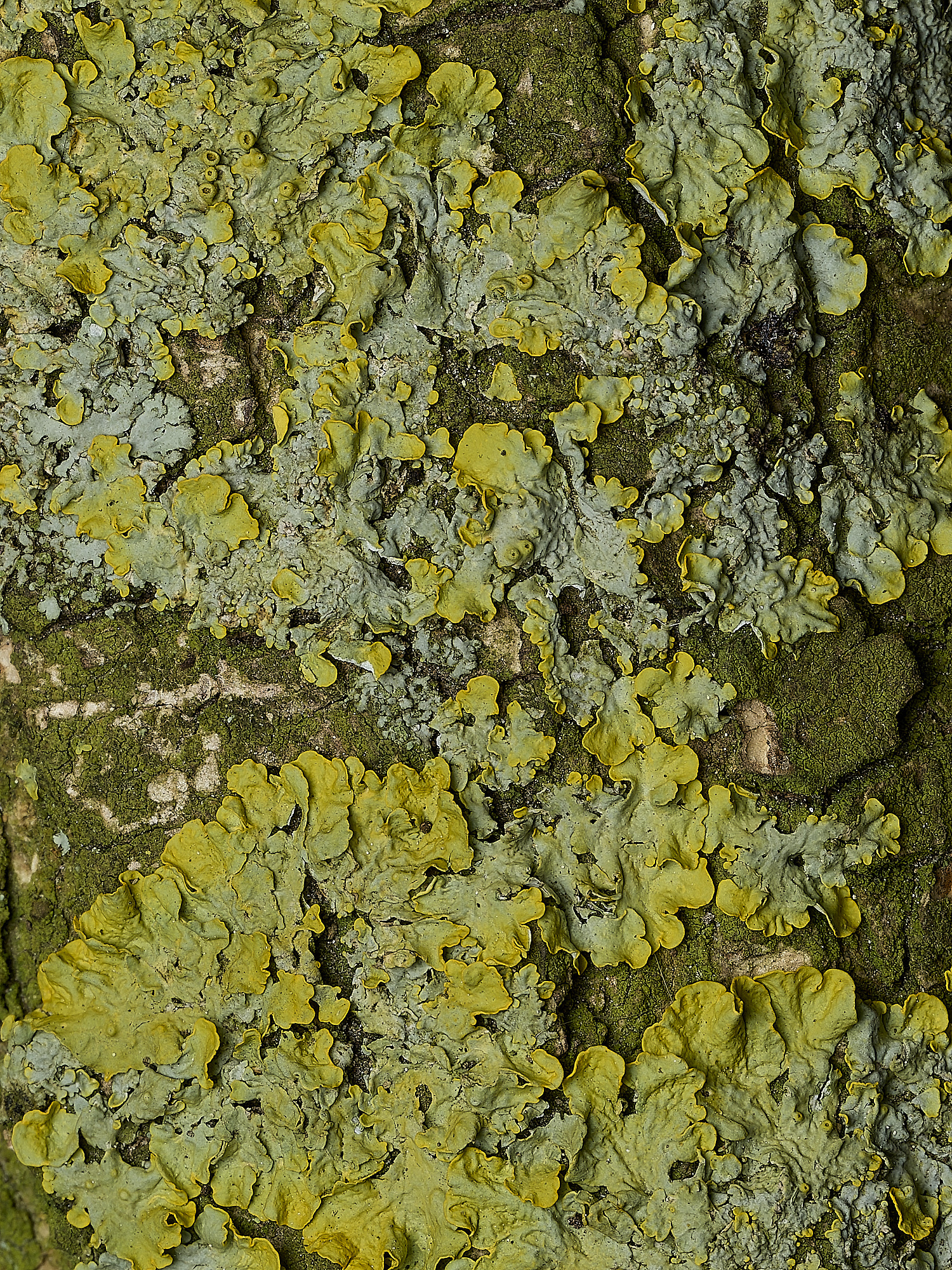 RanworthLichen13210426-2