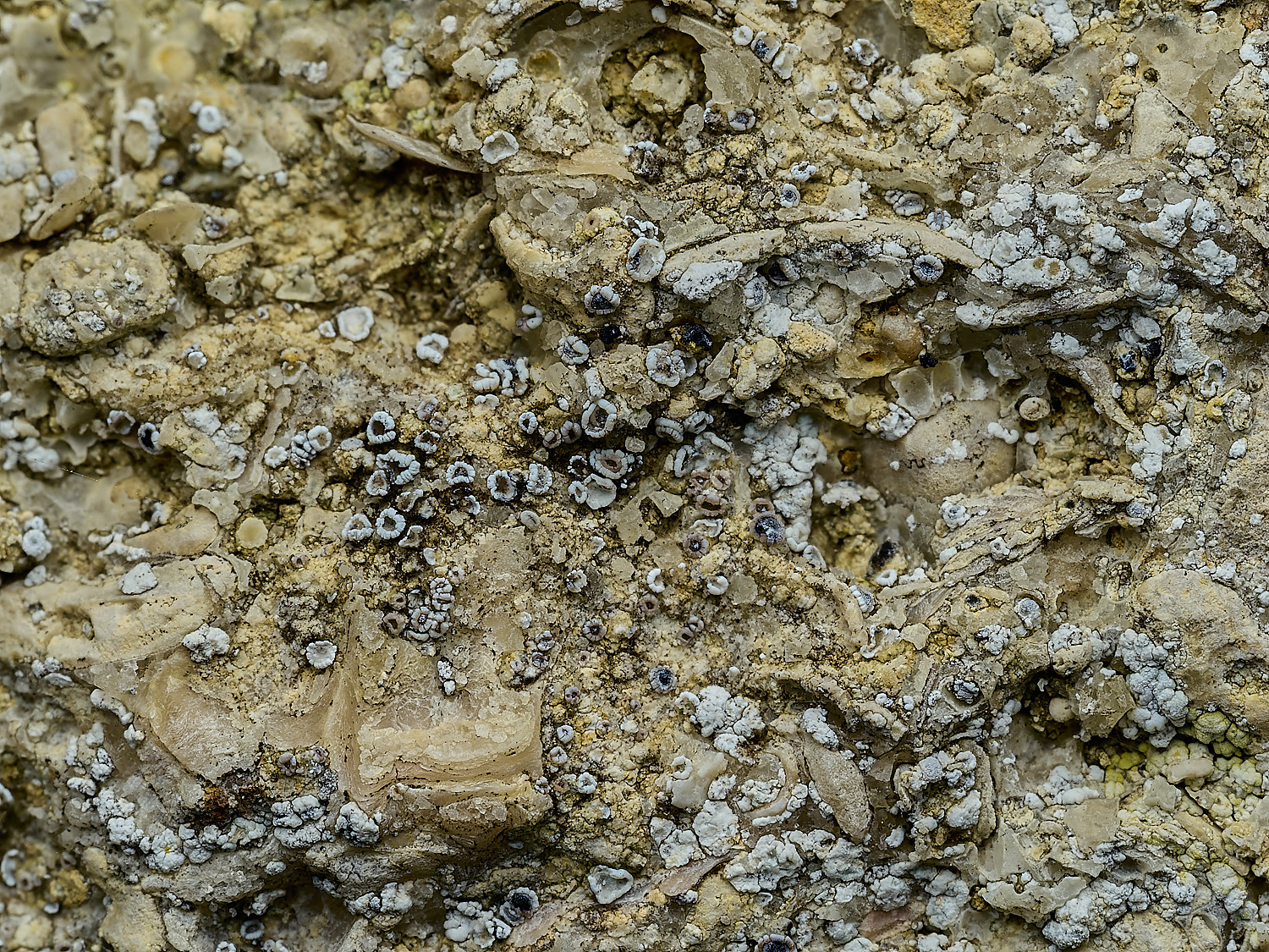 RanworthLichen2210426-1