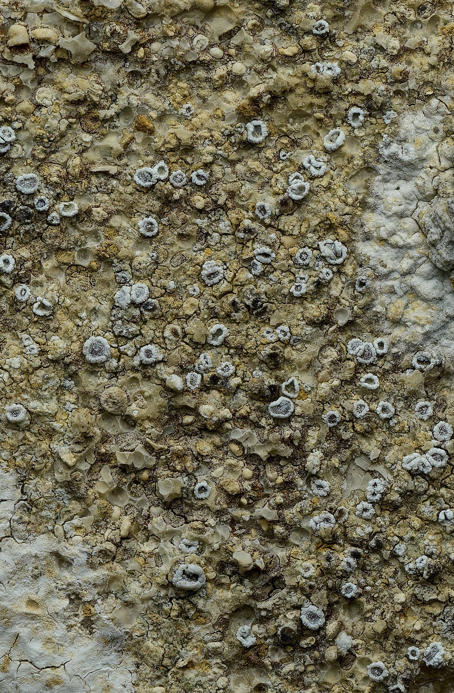 RanworthLichen2210426-2 1