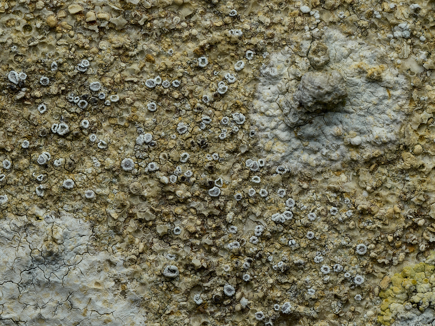 RanworthLichen2210426-2