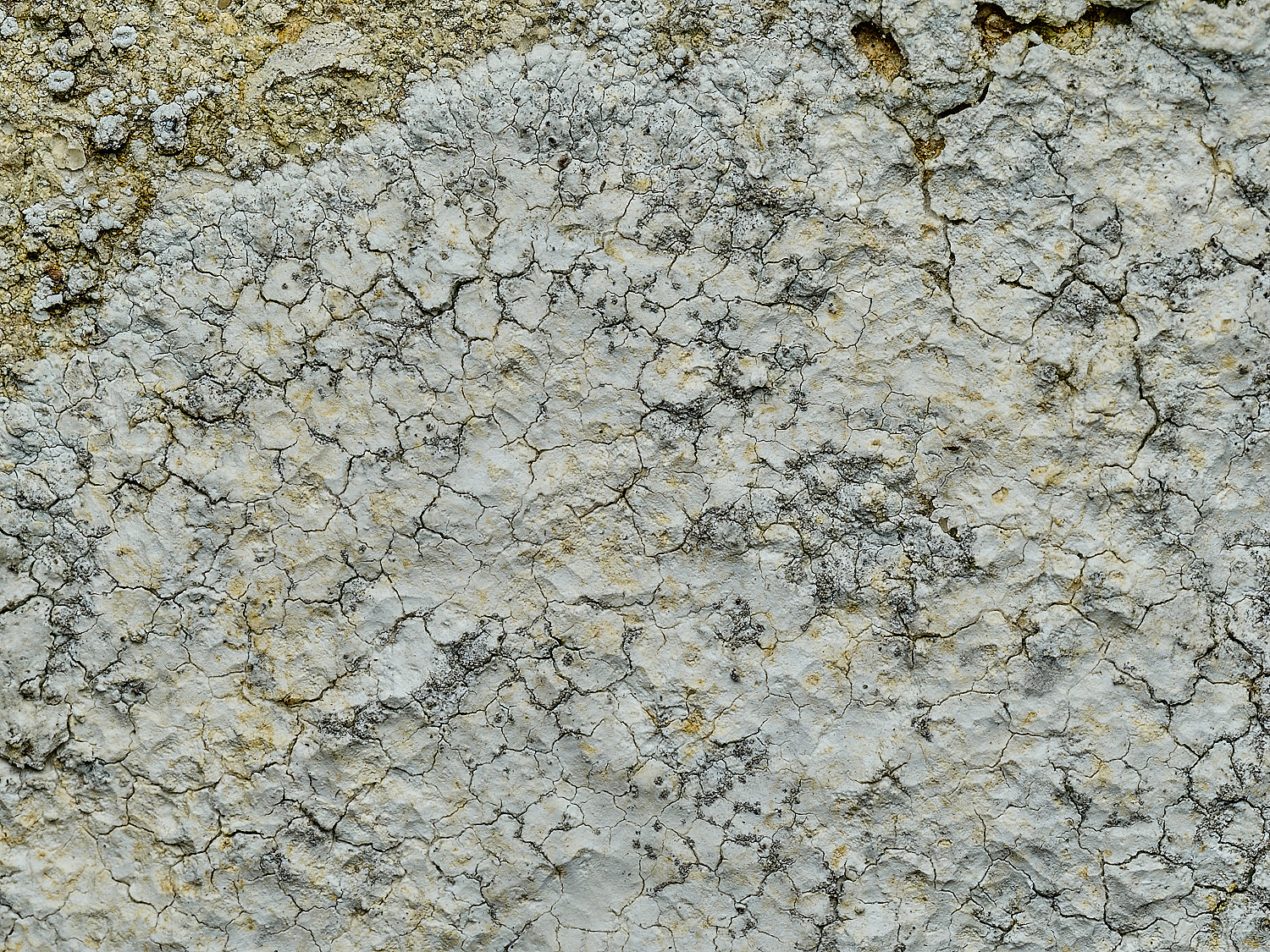 RanworthLichen3210426-1