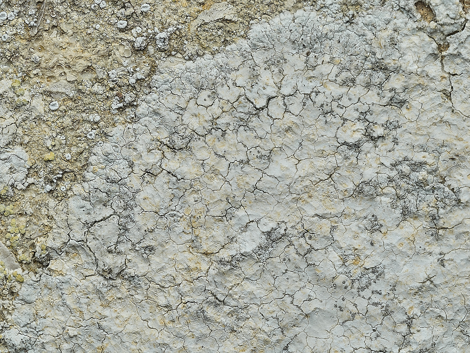 RanworthLichen3210426-2