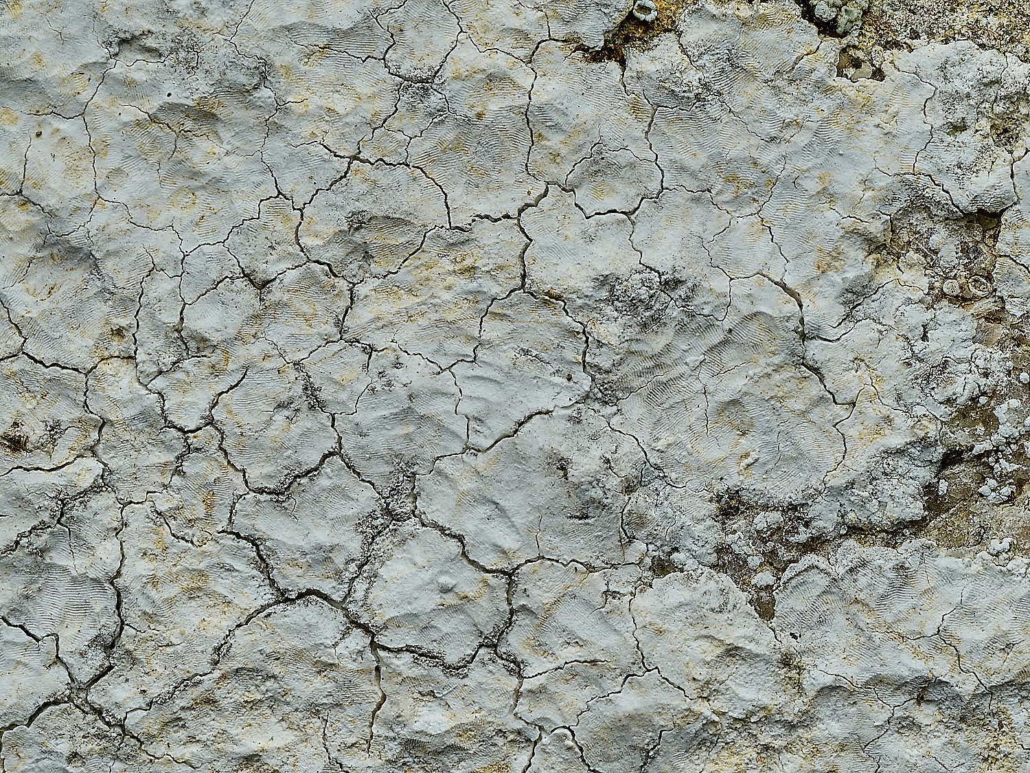 RanworthLichen3210426-3