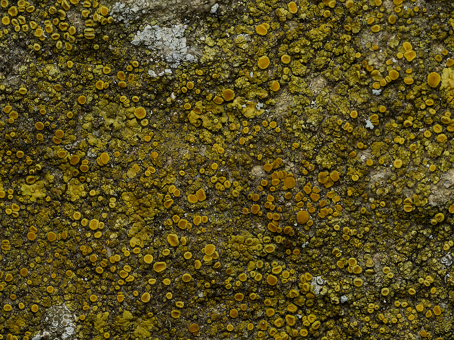 RanworthLichen4210426-1