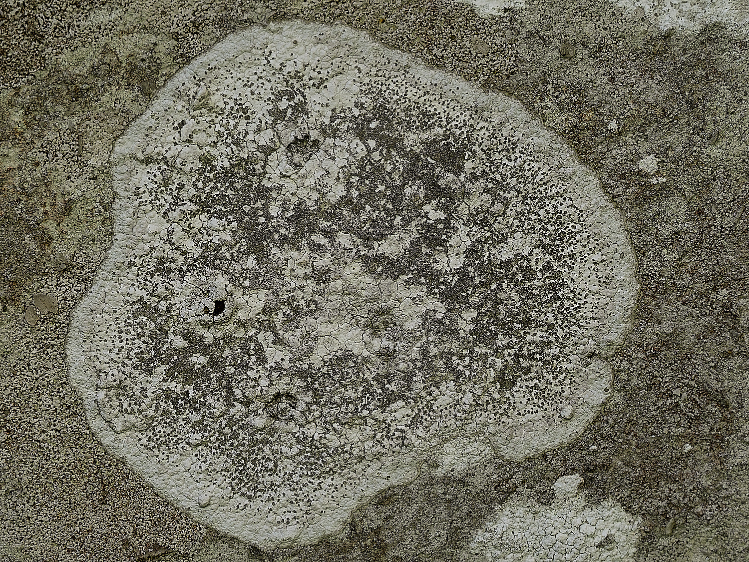 RanworthLichen5210426-1