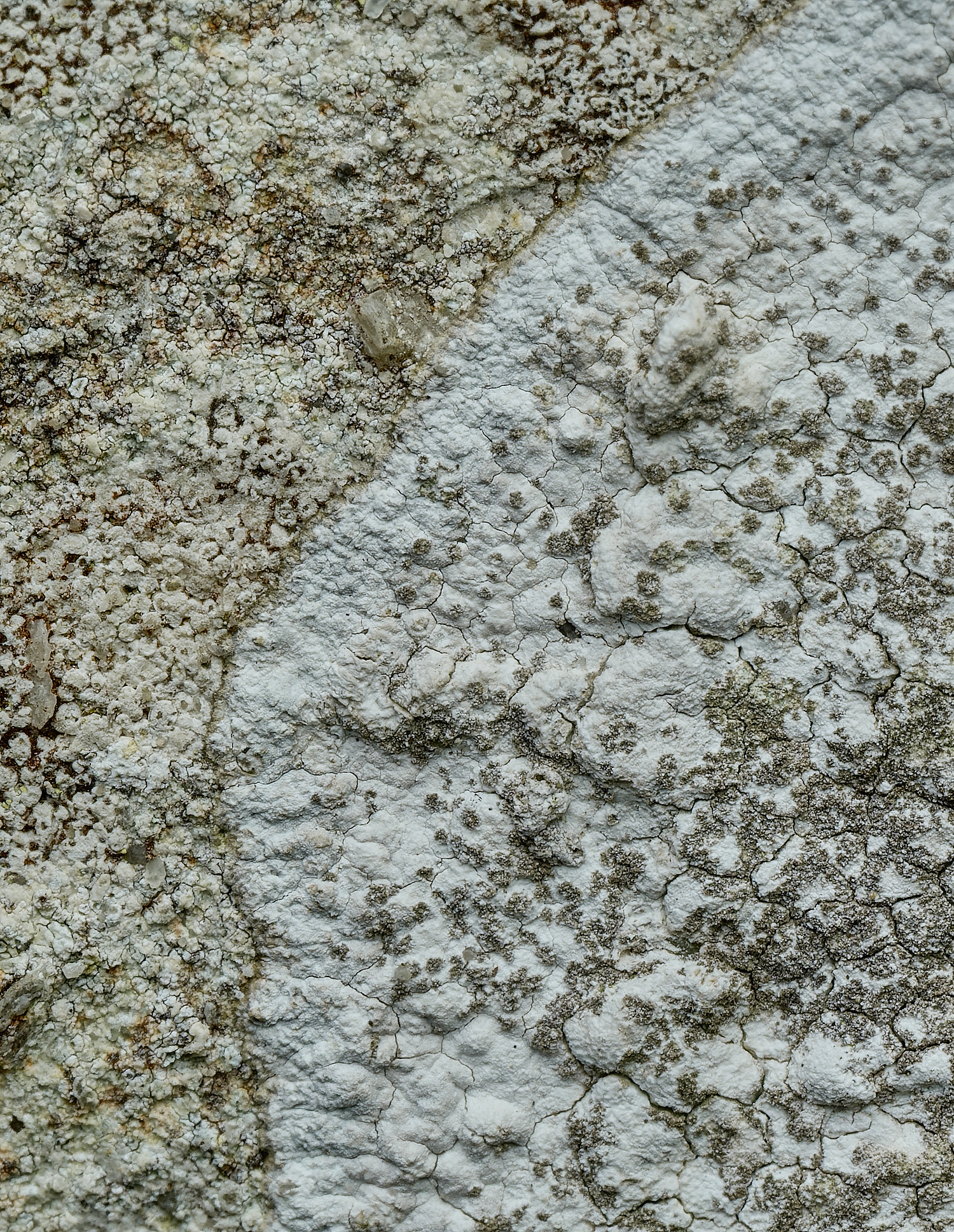 RanworthLichen5210426-2 1