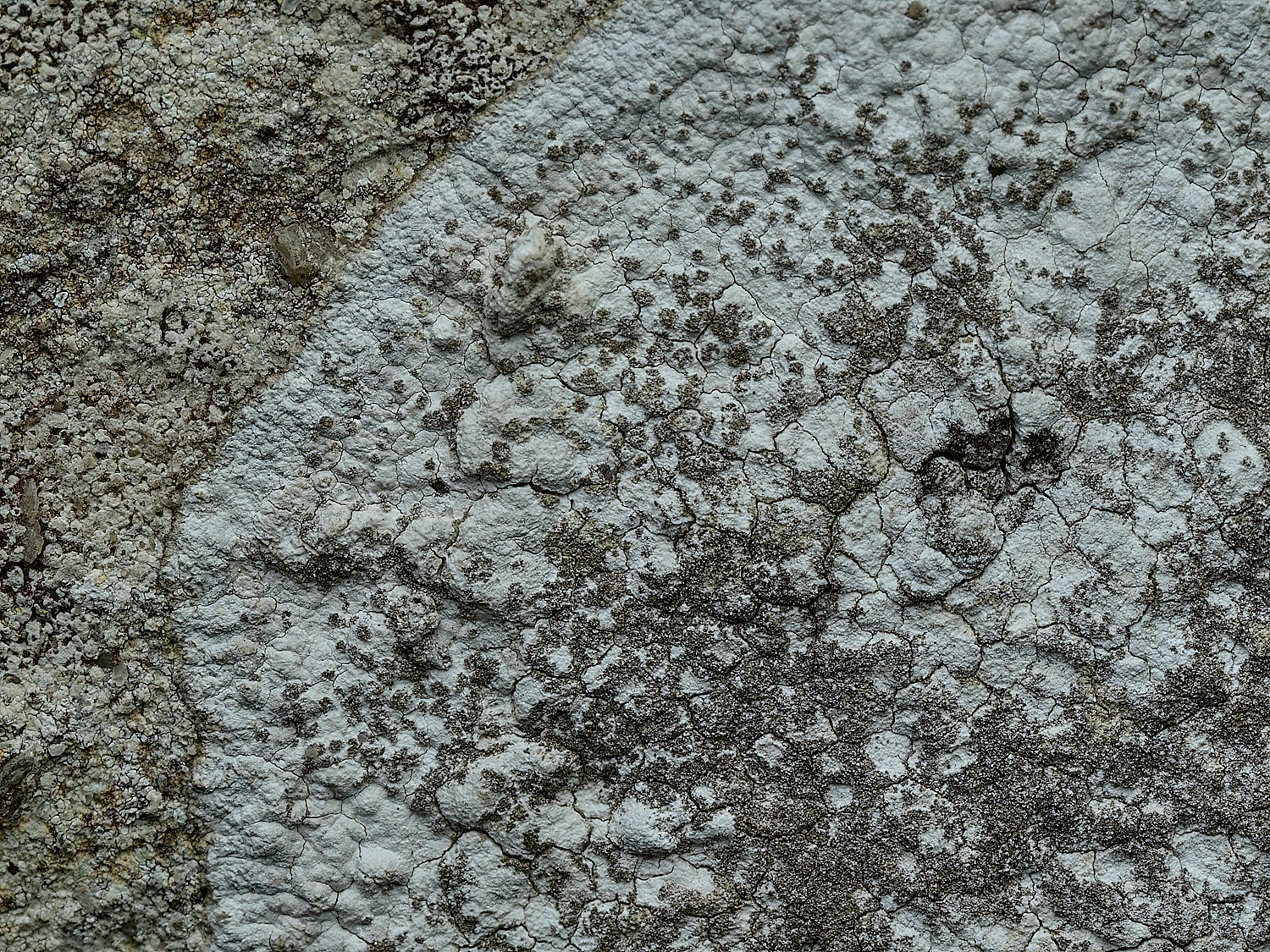 RanworthLichen5210426-2