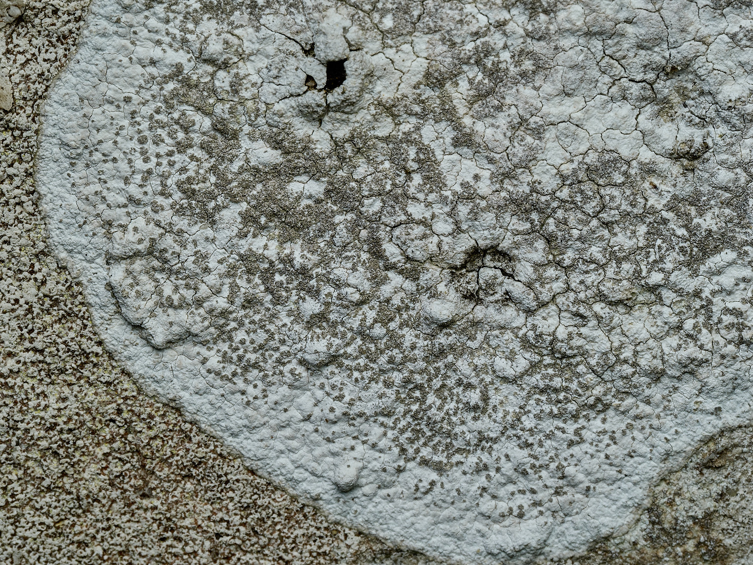 RanworthLichen5210426-3