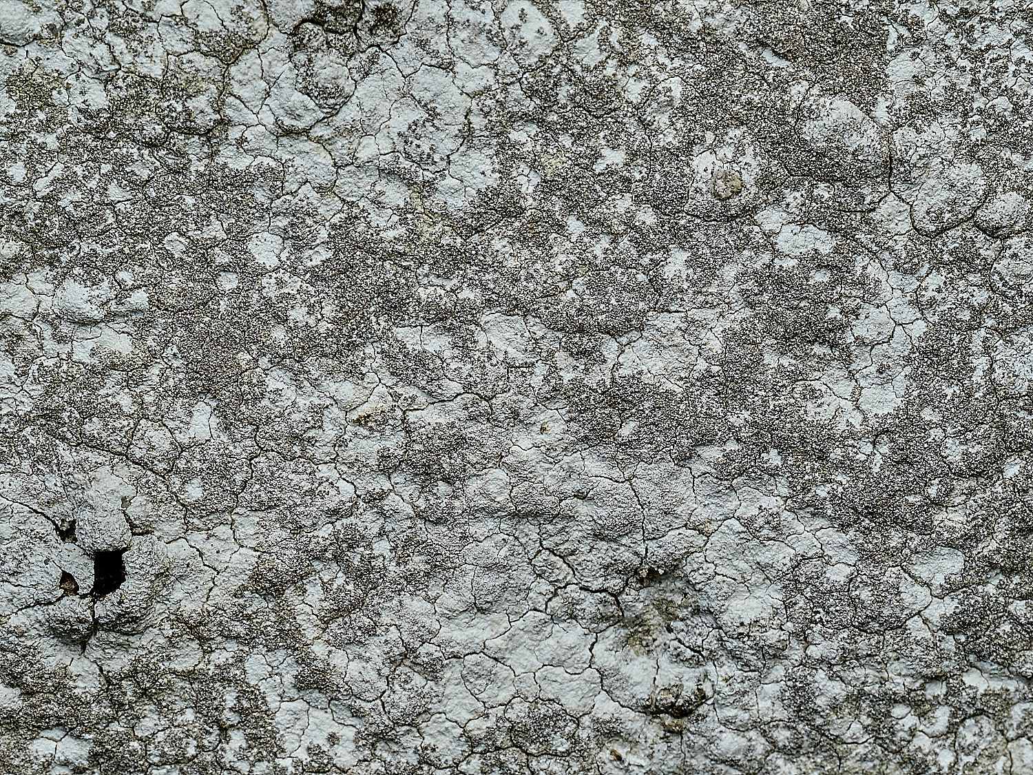 RanworthLichen5210426-4