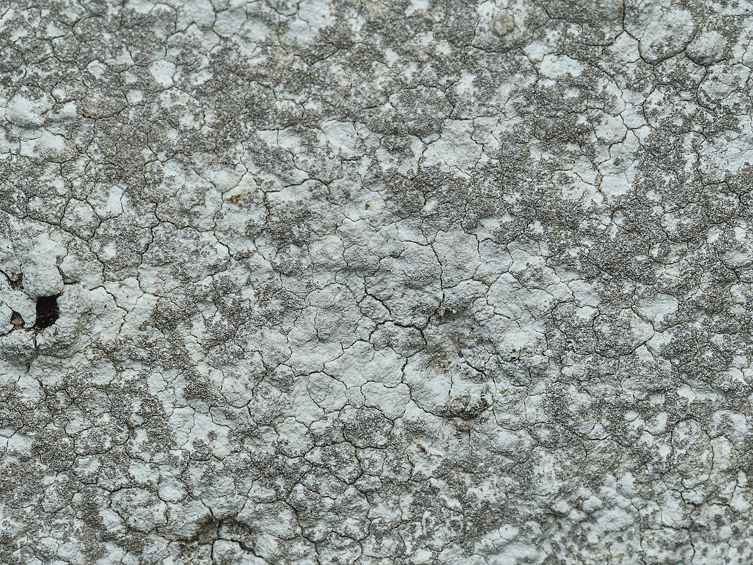 RanworthLichen5210426-5
