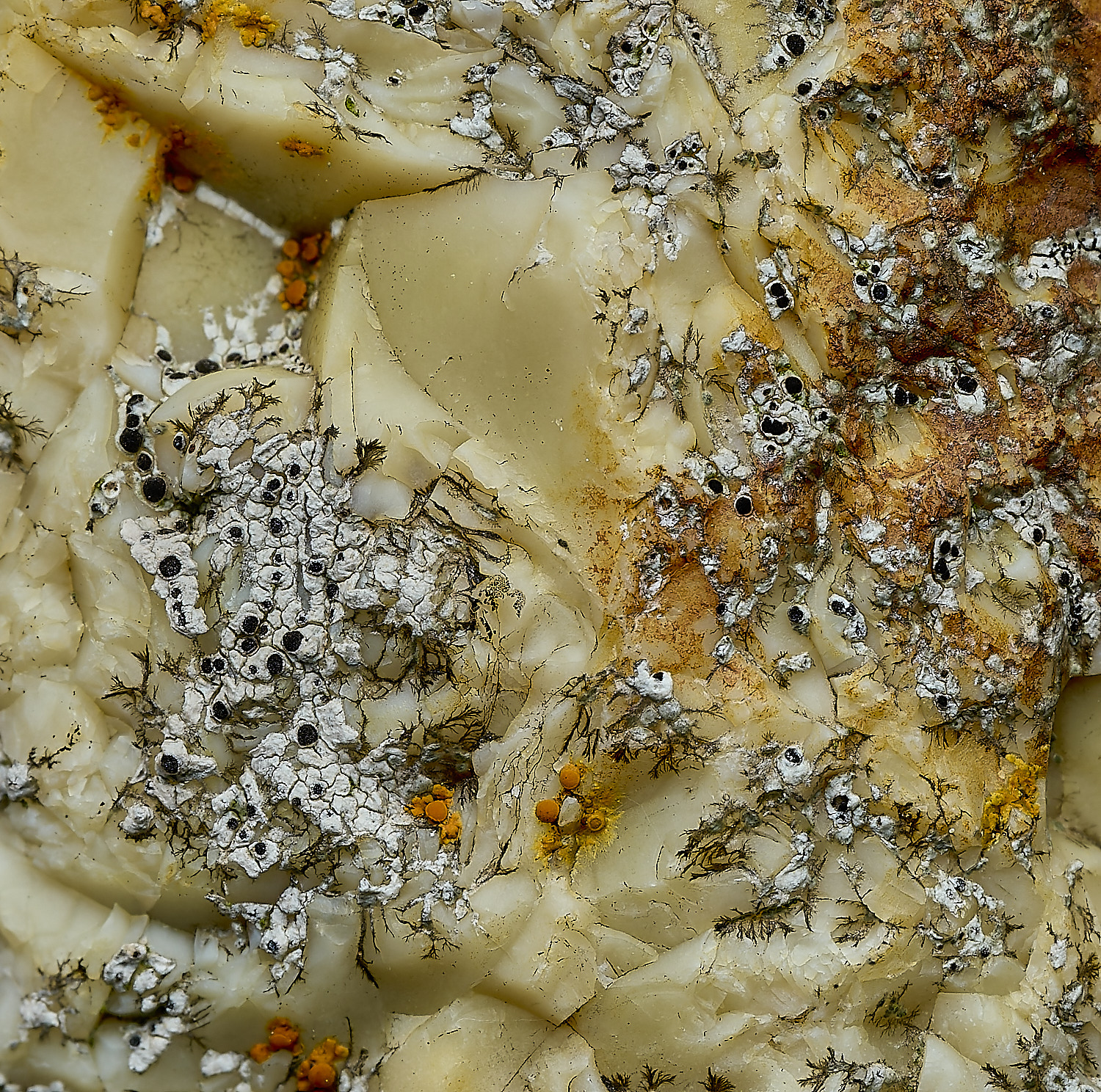 RanworthLichen6210426-1