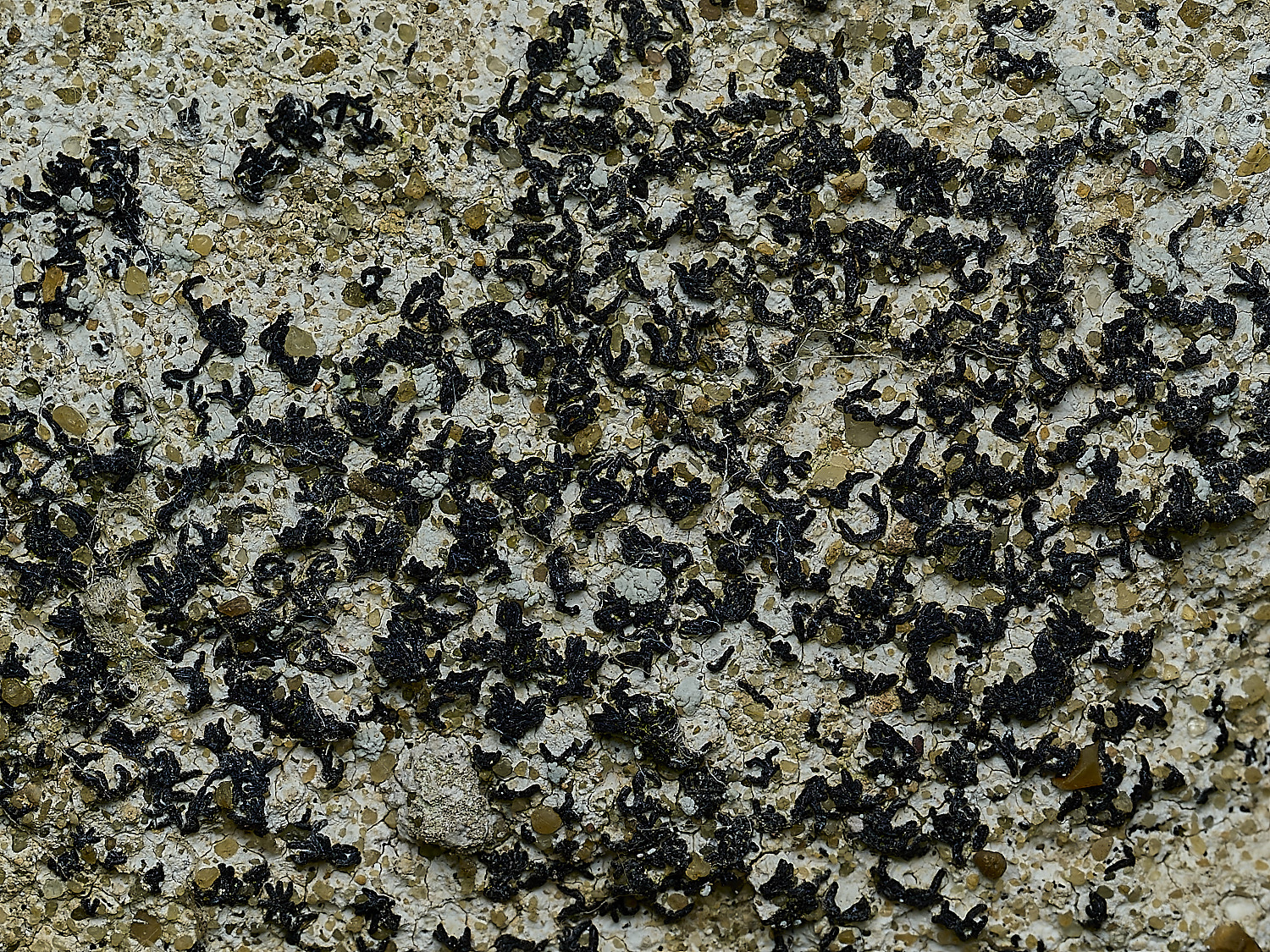 RanworthLichen7210426-1