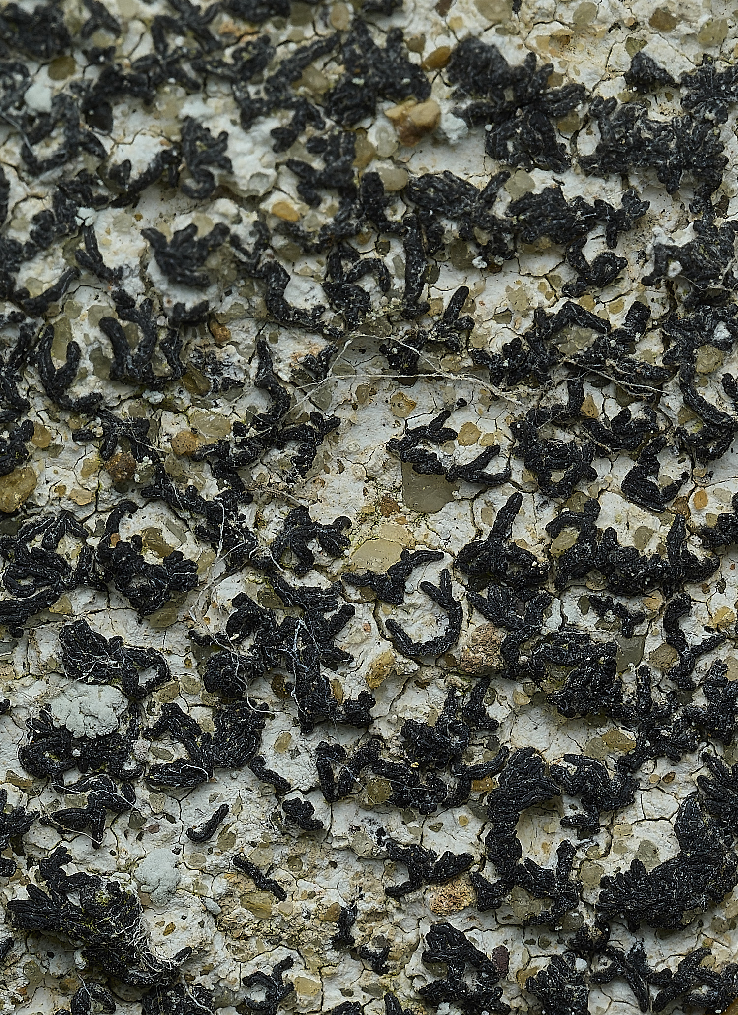 RanworthLichen7210426-2 1