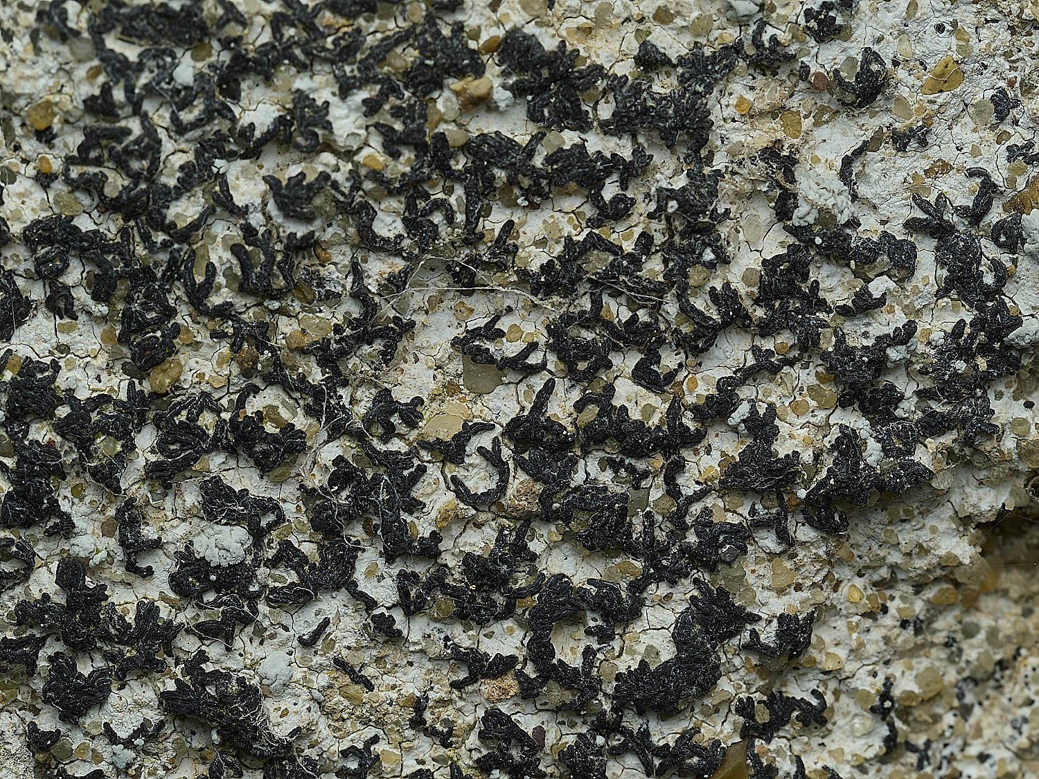 RanworthLichen7210426-2