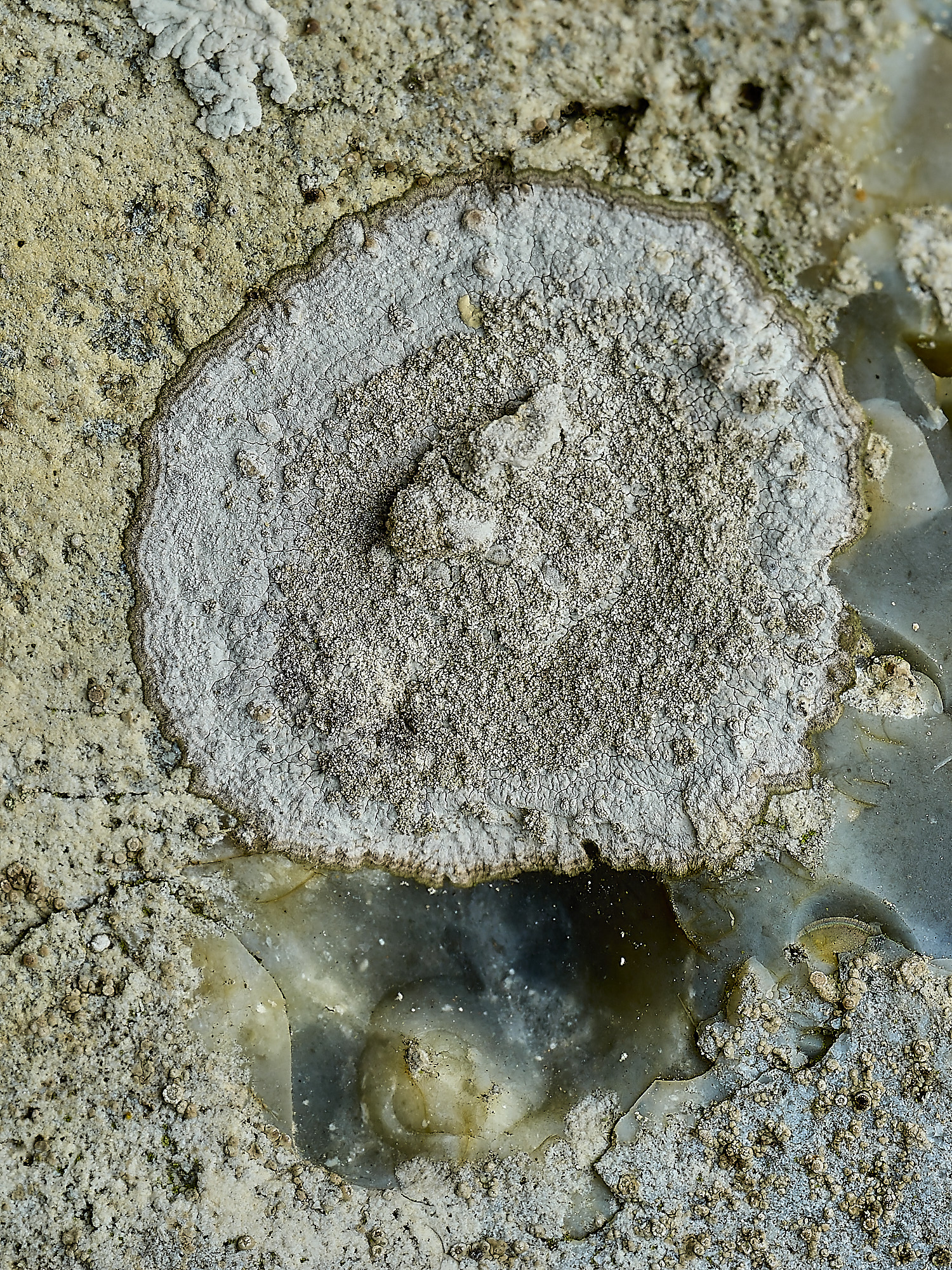RanworthLichen9210426-1