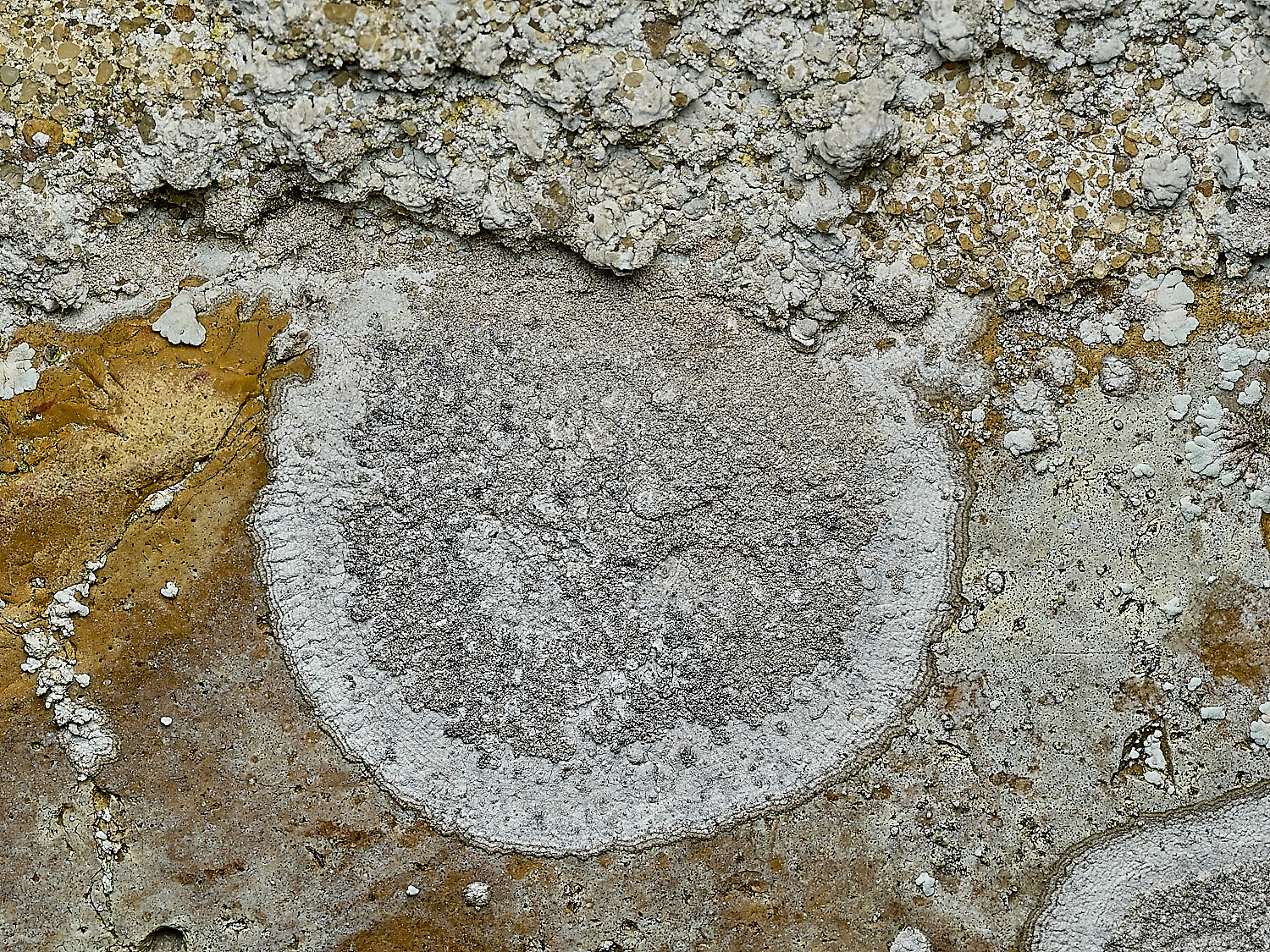 RanworthLichen9210426-2