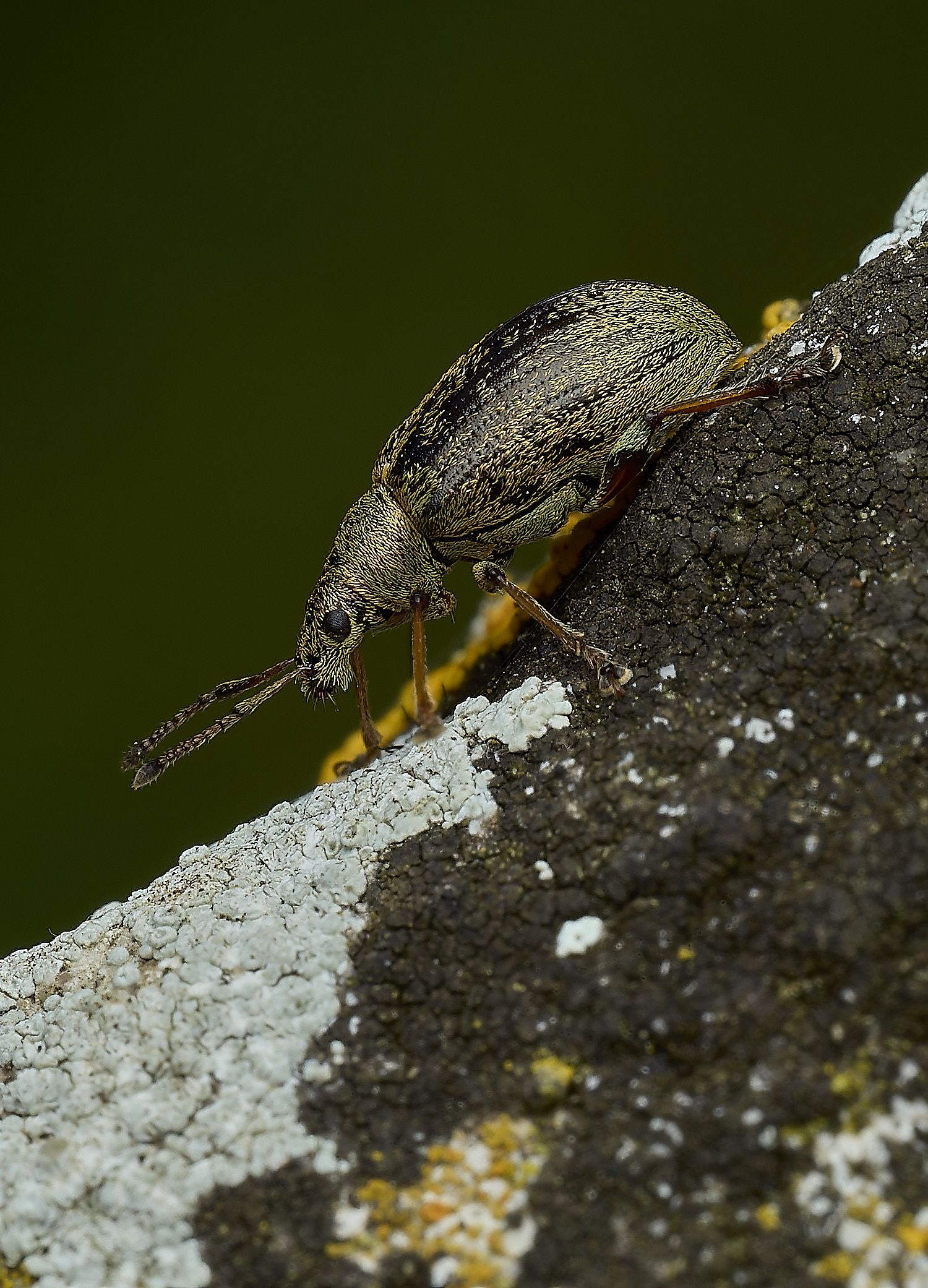 RanworthWeevil210426-1
