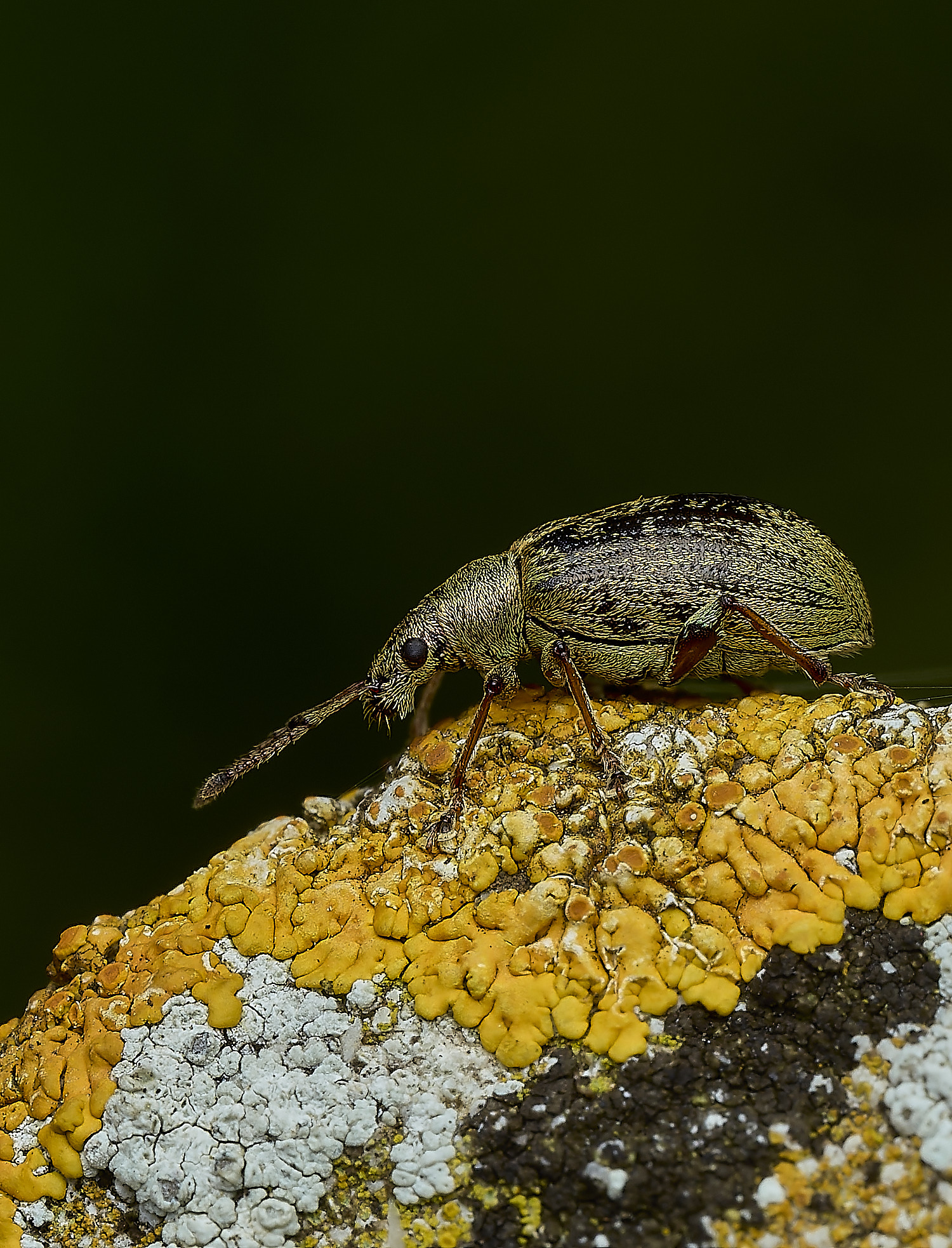 RanworthWeevil210426-2