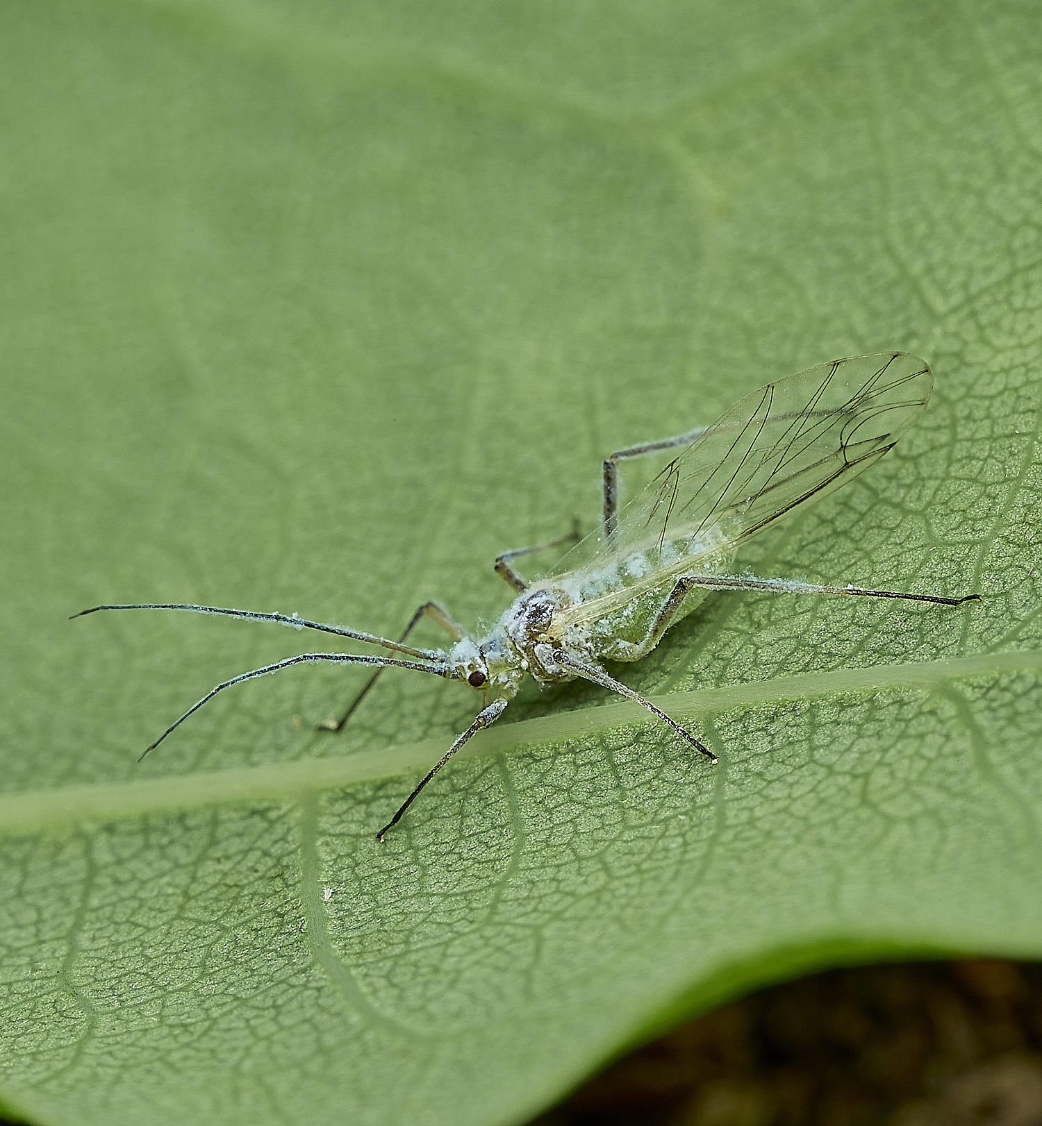 SalthouseHeathAphid270526-1