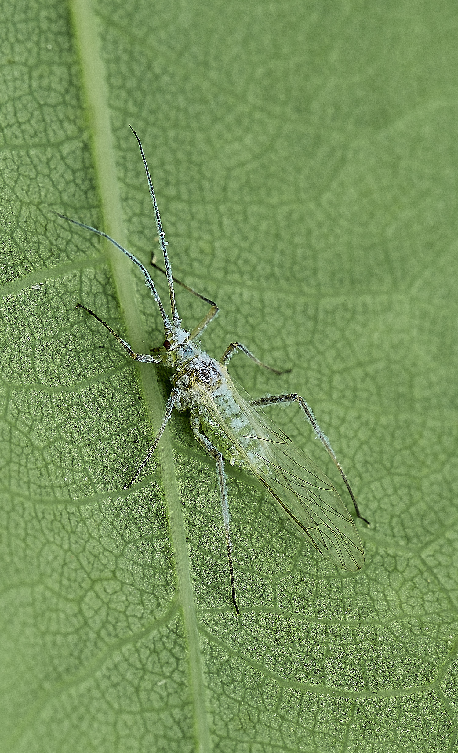 SalthouseHeathAphid270526-2