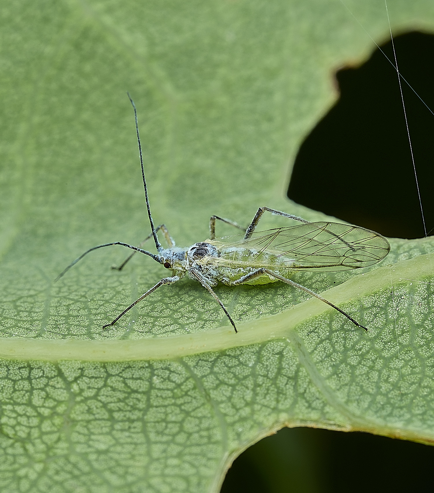 SalthouseHeathAphid270526-3