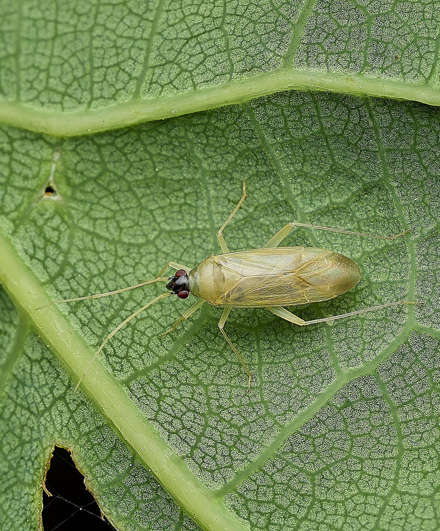 SalthouseHeathBug270526-1