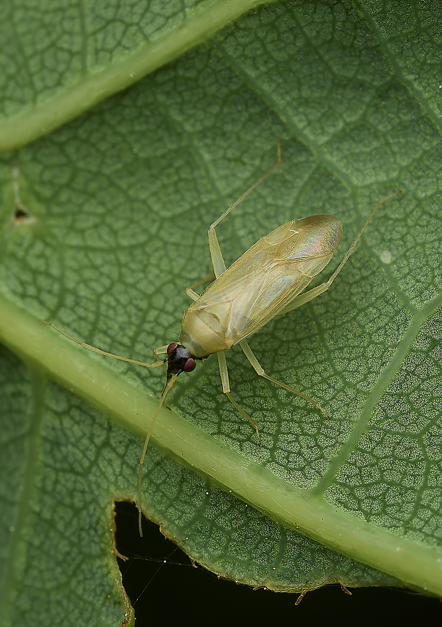 SalthouseHeathBug270526-2
