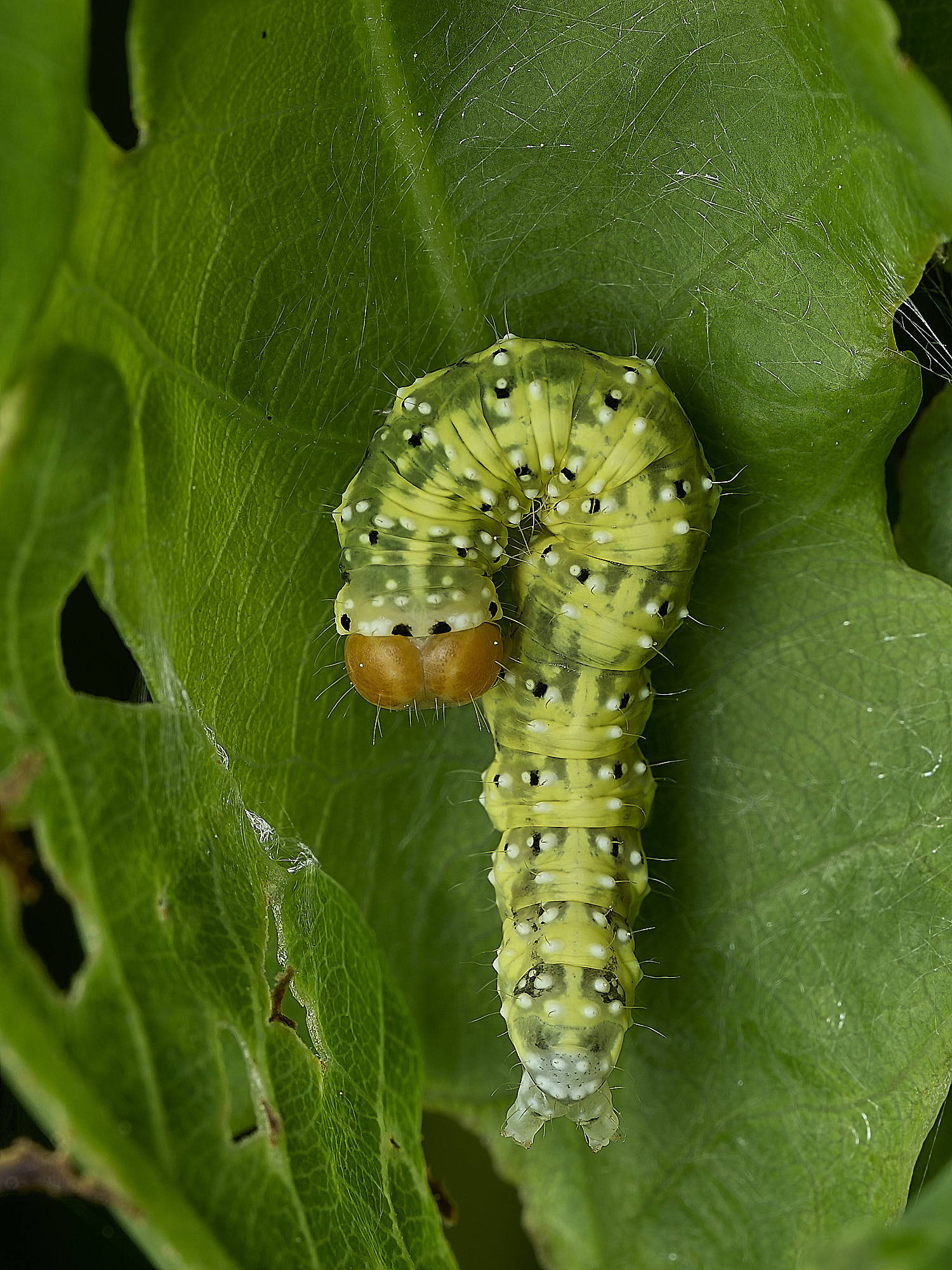 SalthouseHeathCaterpillar270526-1