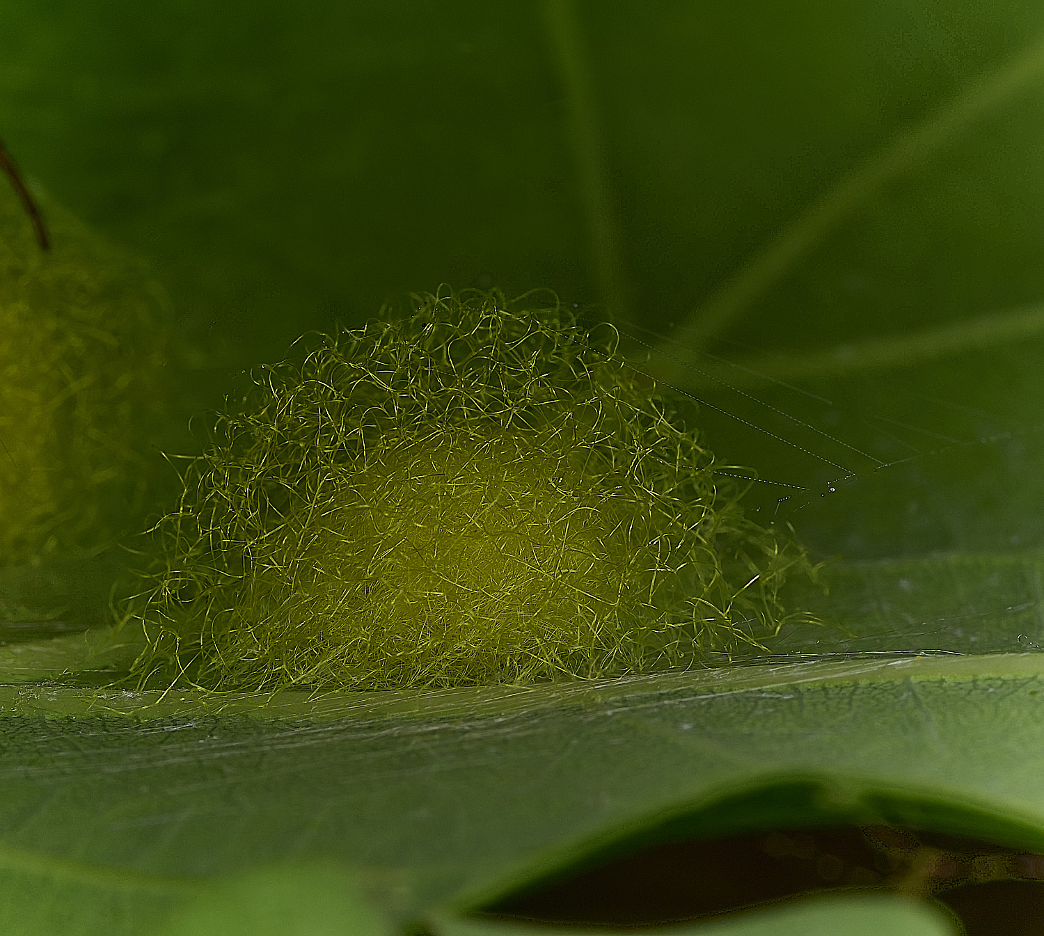 SalthouseHeathCucumberSpider270526-1