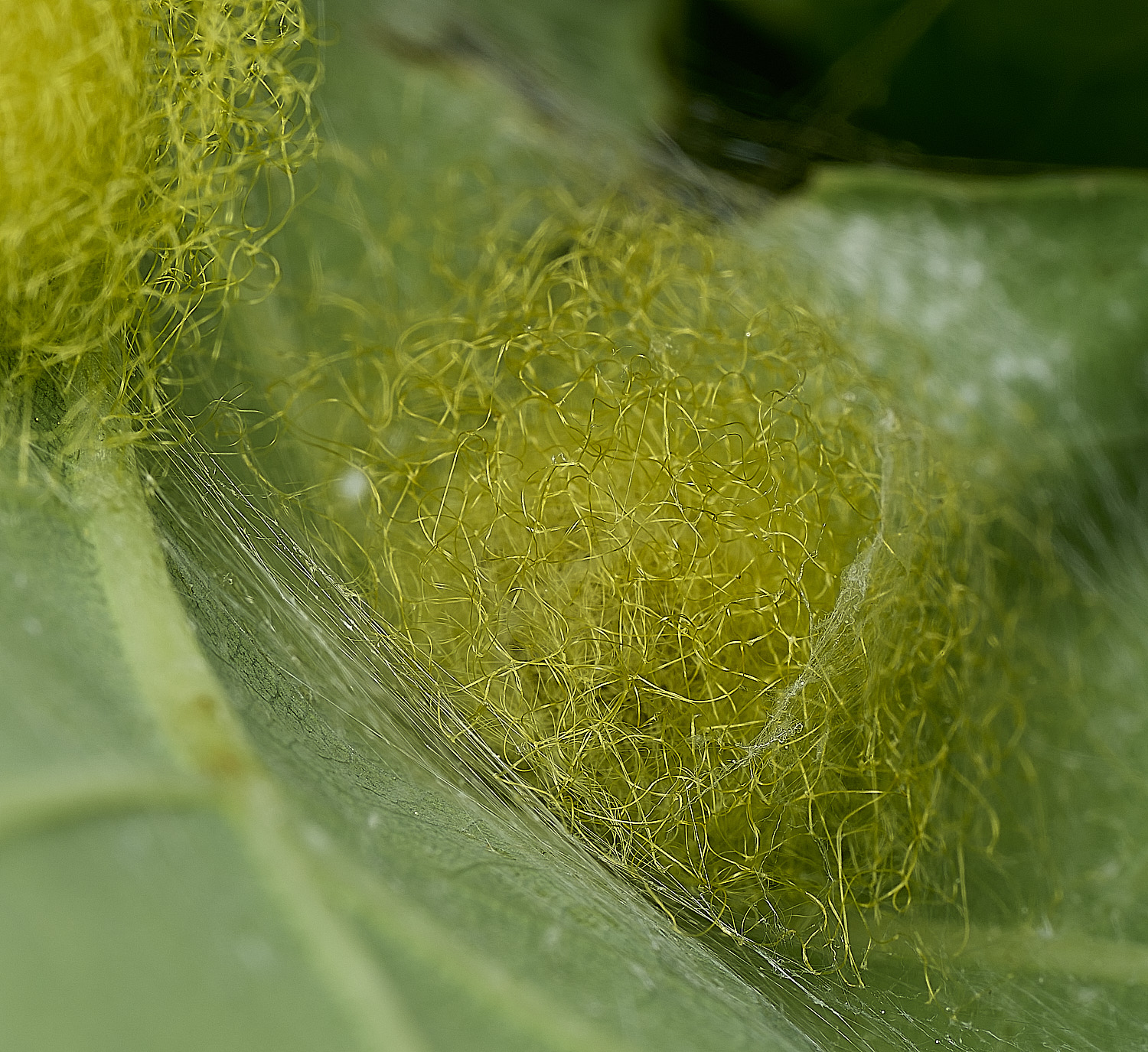 SalthouseHeathCucumberSpider270526-10