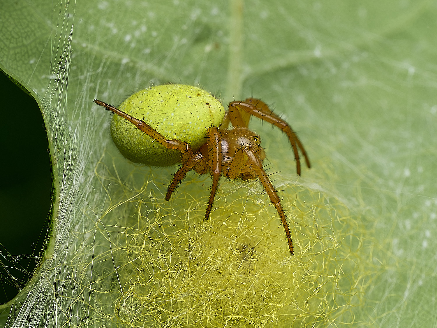 SalthouseHeathCucumberSpider270526-2