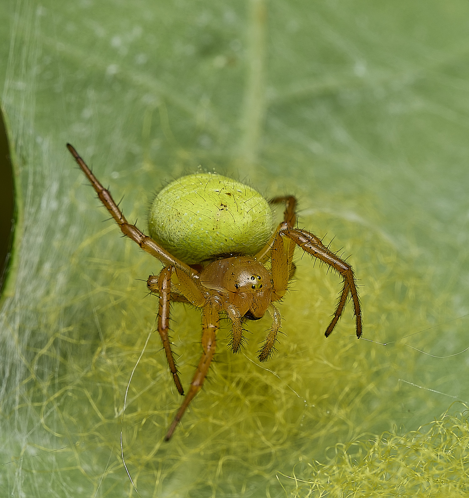 SalthouseHeathCucumberSpider270526-3
