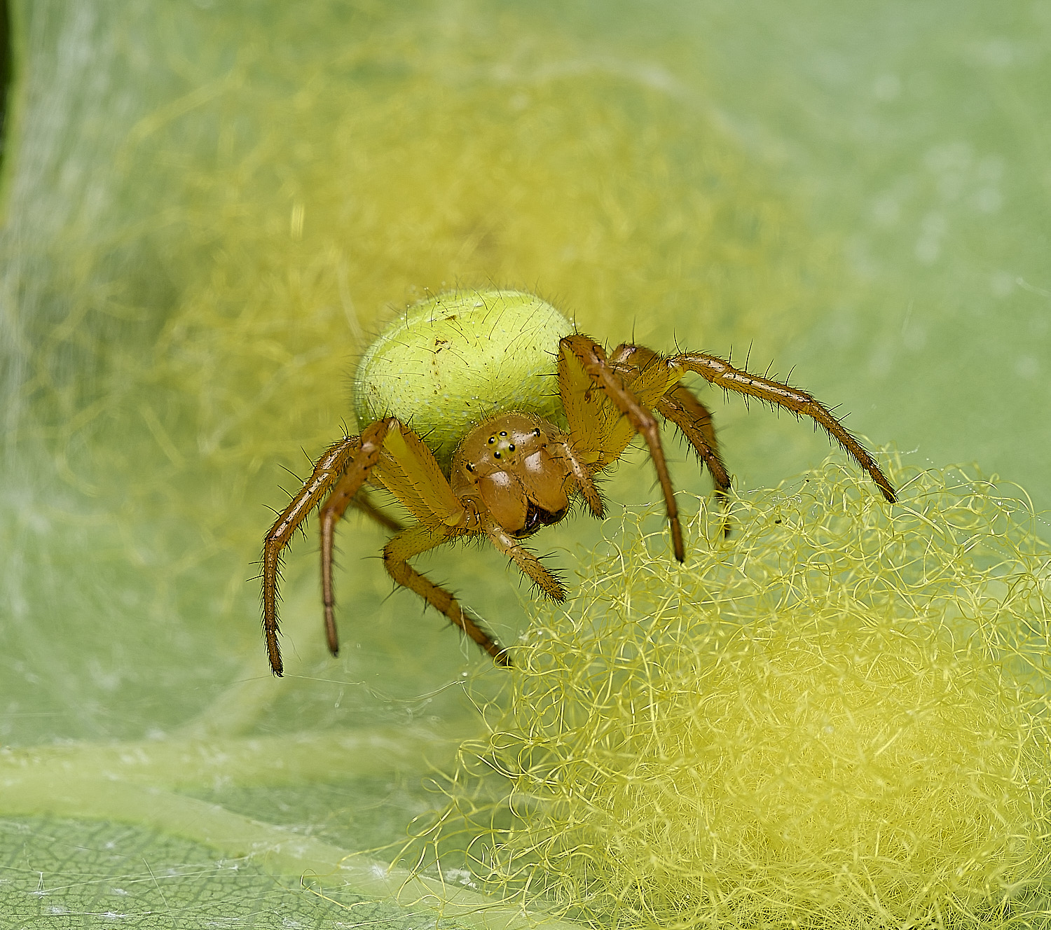 SalthouseHeathCucumberSpider270526-4