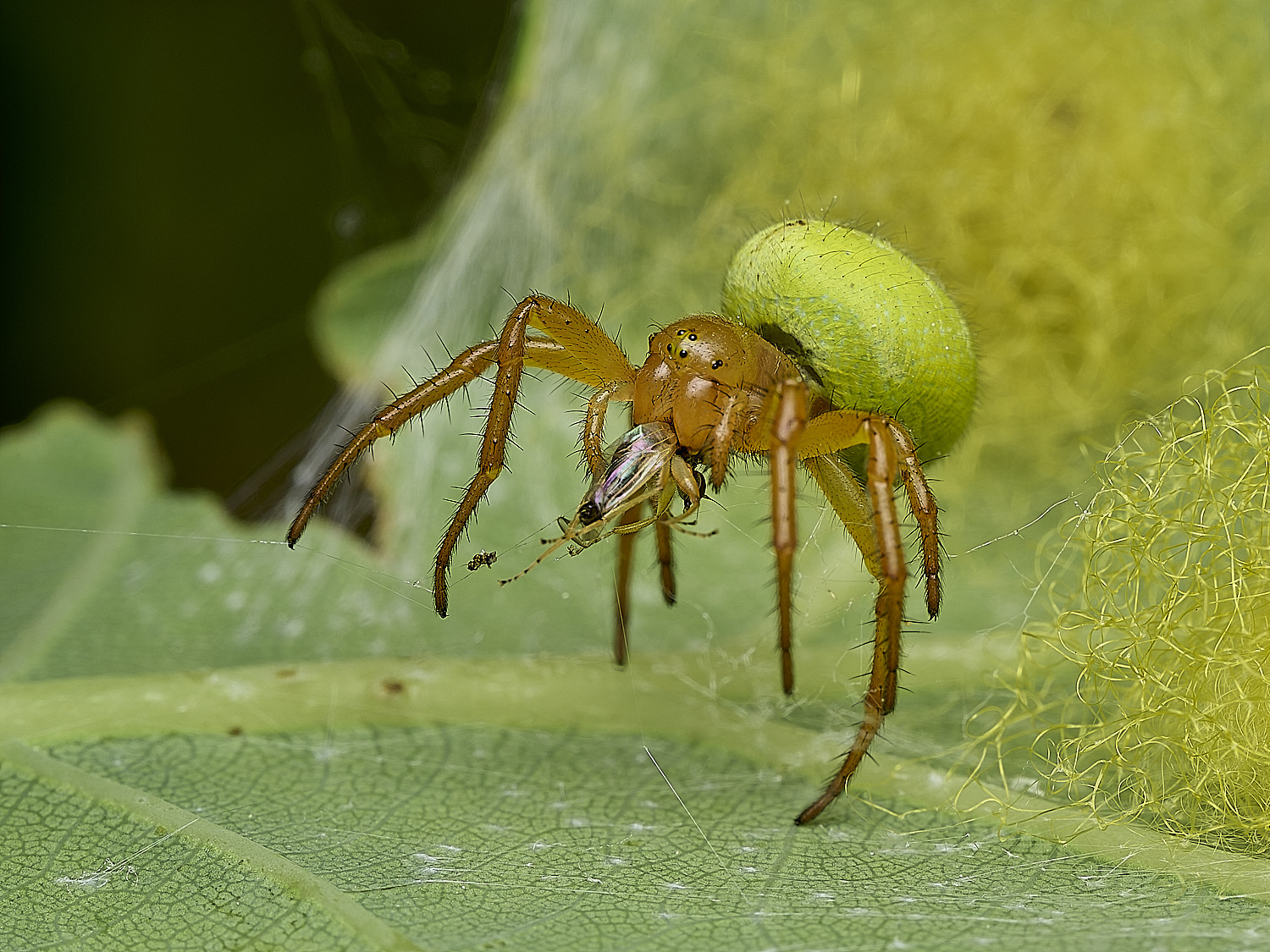 SalthouseHeathCucumberSpider270526-6