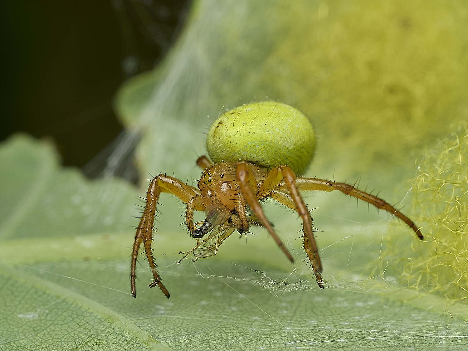 SalthouseHeathCucumberSpider270526-7
