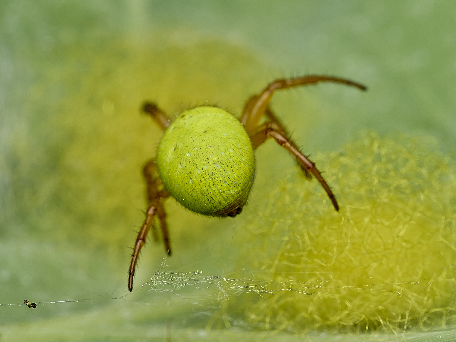 SalthouseHeathCucumberSpider270526-9