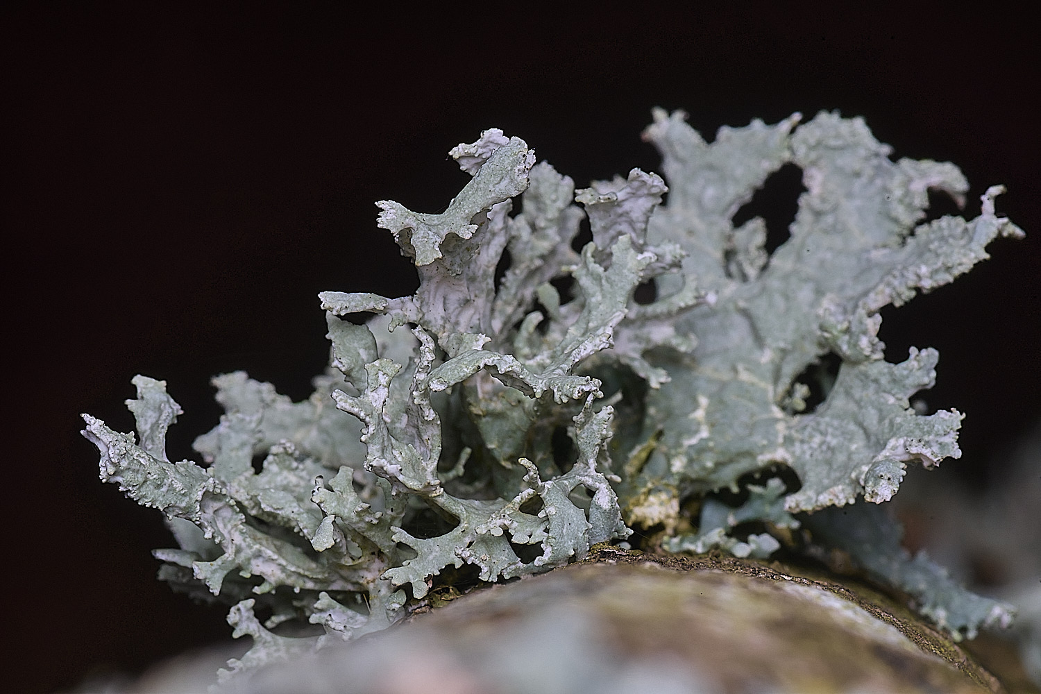 SalthouseHeathEverniaorunastri310326-2