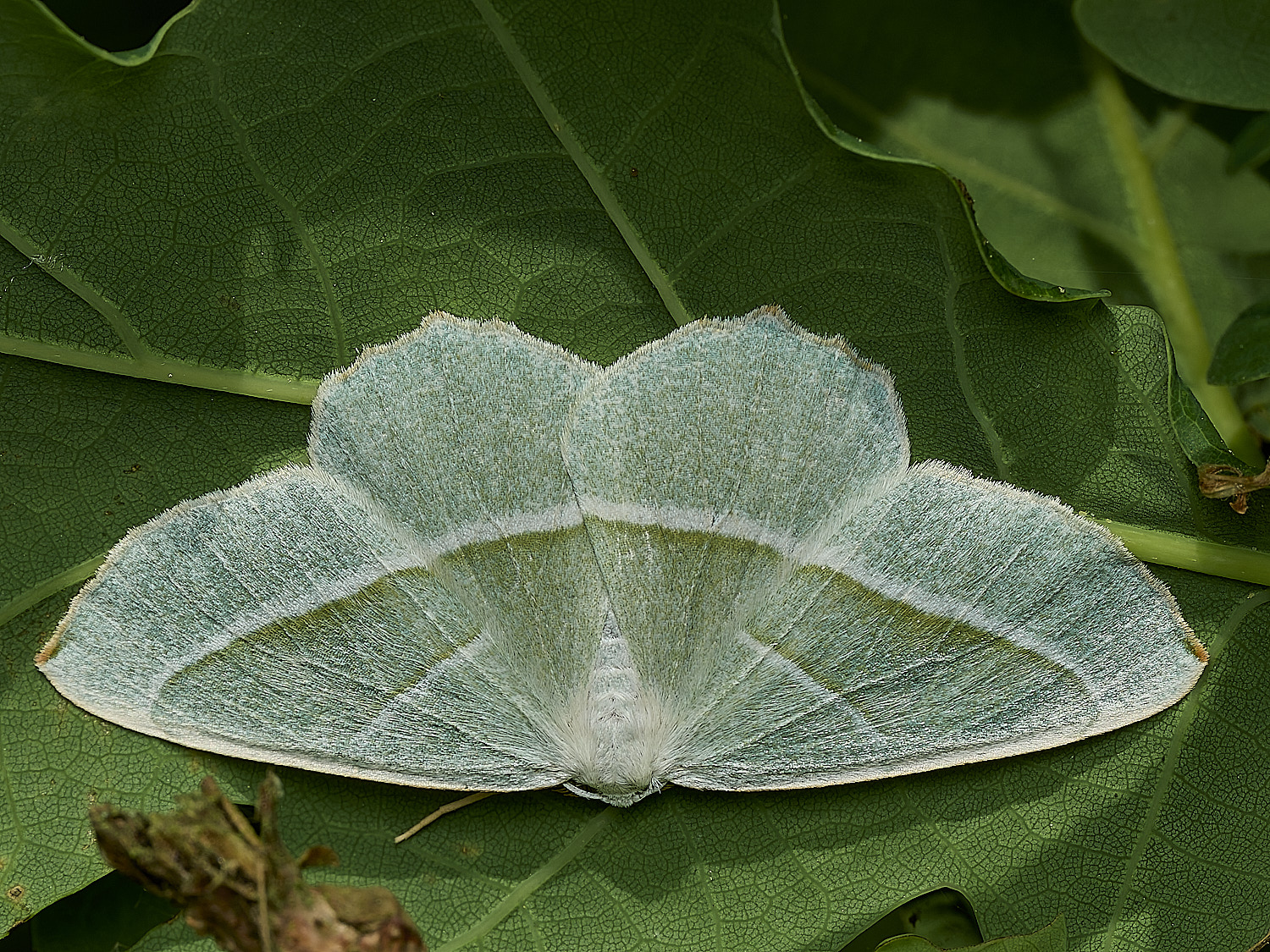 SalthouseHeathGreenMoth270526-1