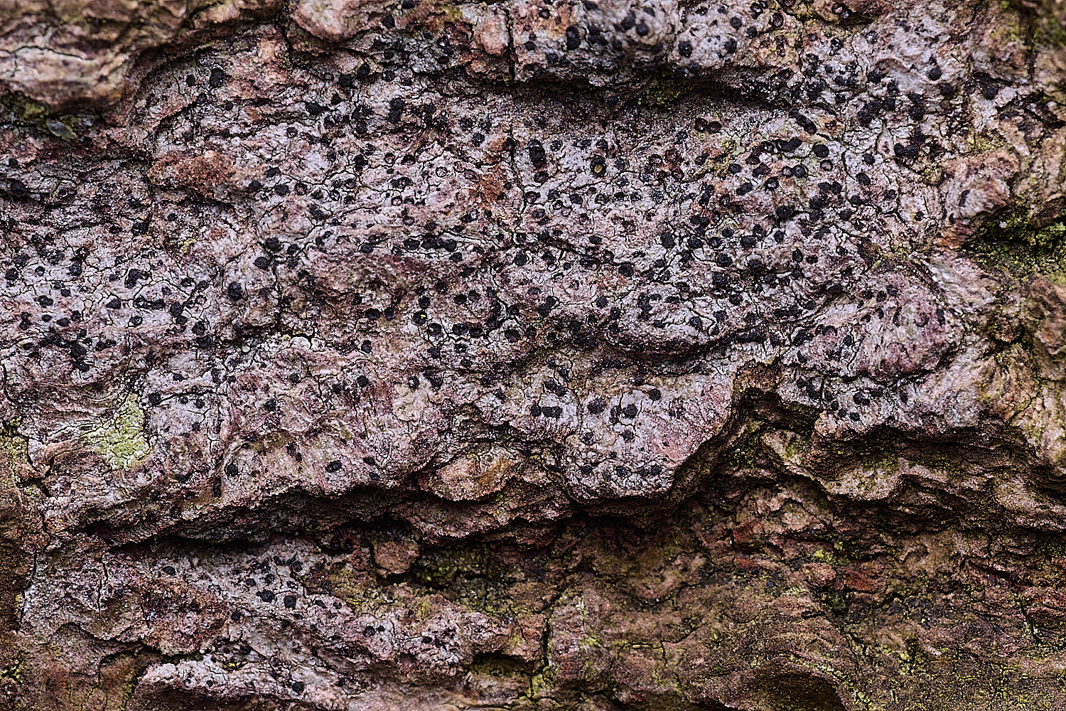 SalthouseHeathLichen11310326-1