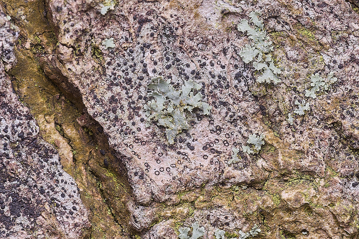 SalthouseHeathLichen11310326-2