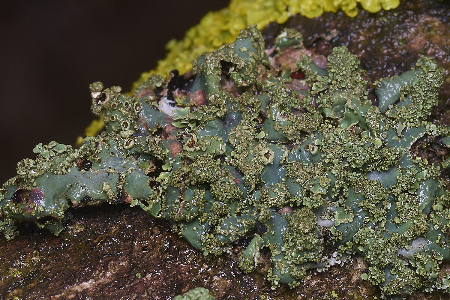 SalthouseHeathLichen1310326-1