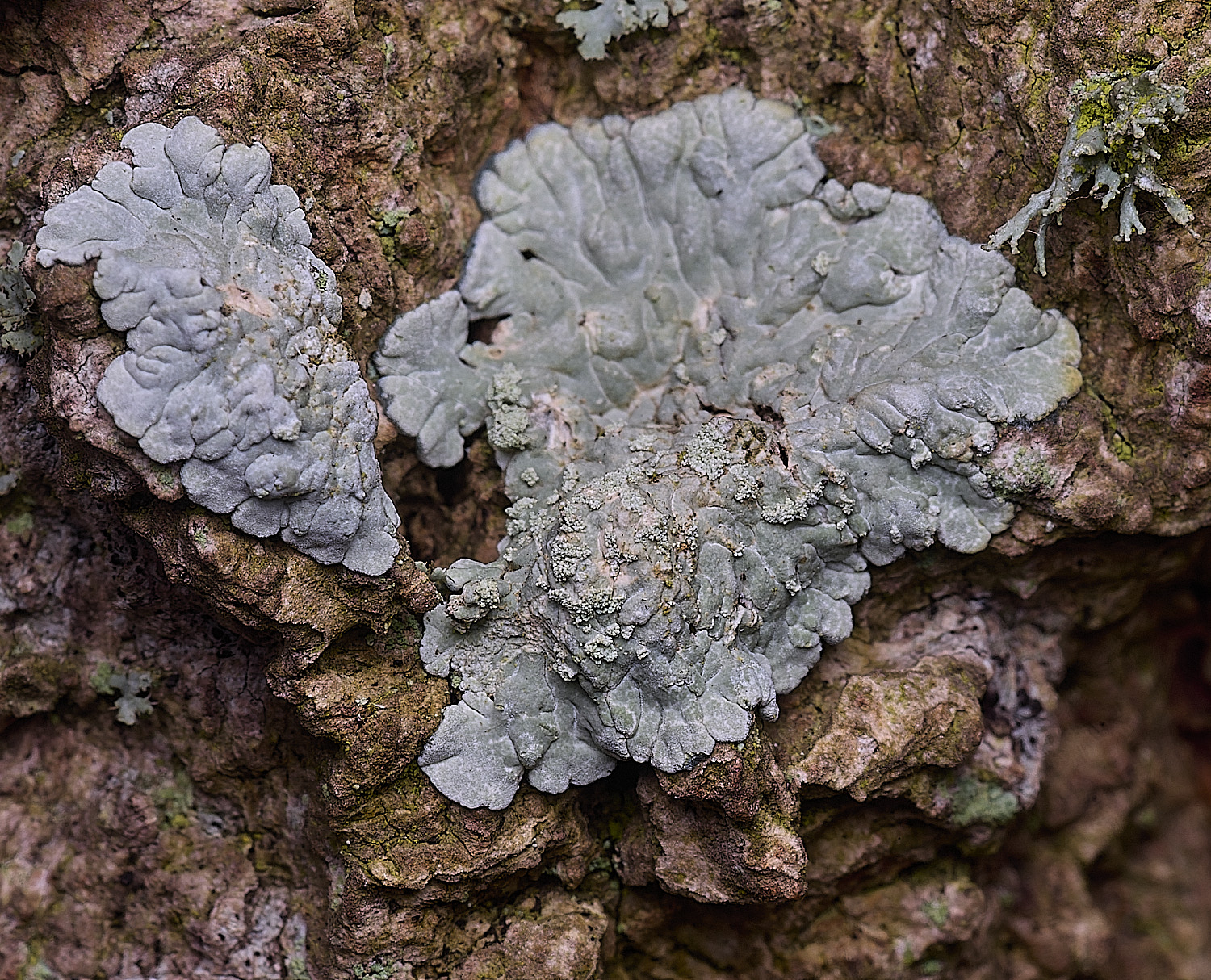 SalthouseHeathLichen14310326-1