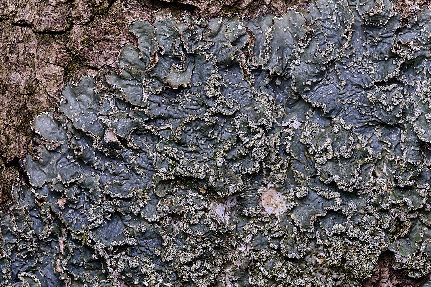 SalthouseHeathLichen3310326-1