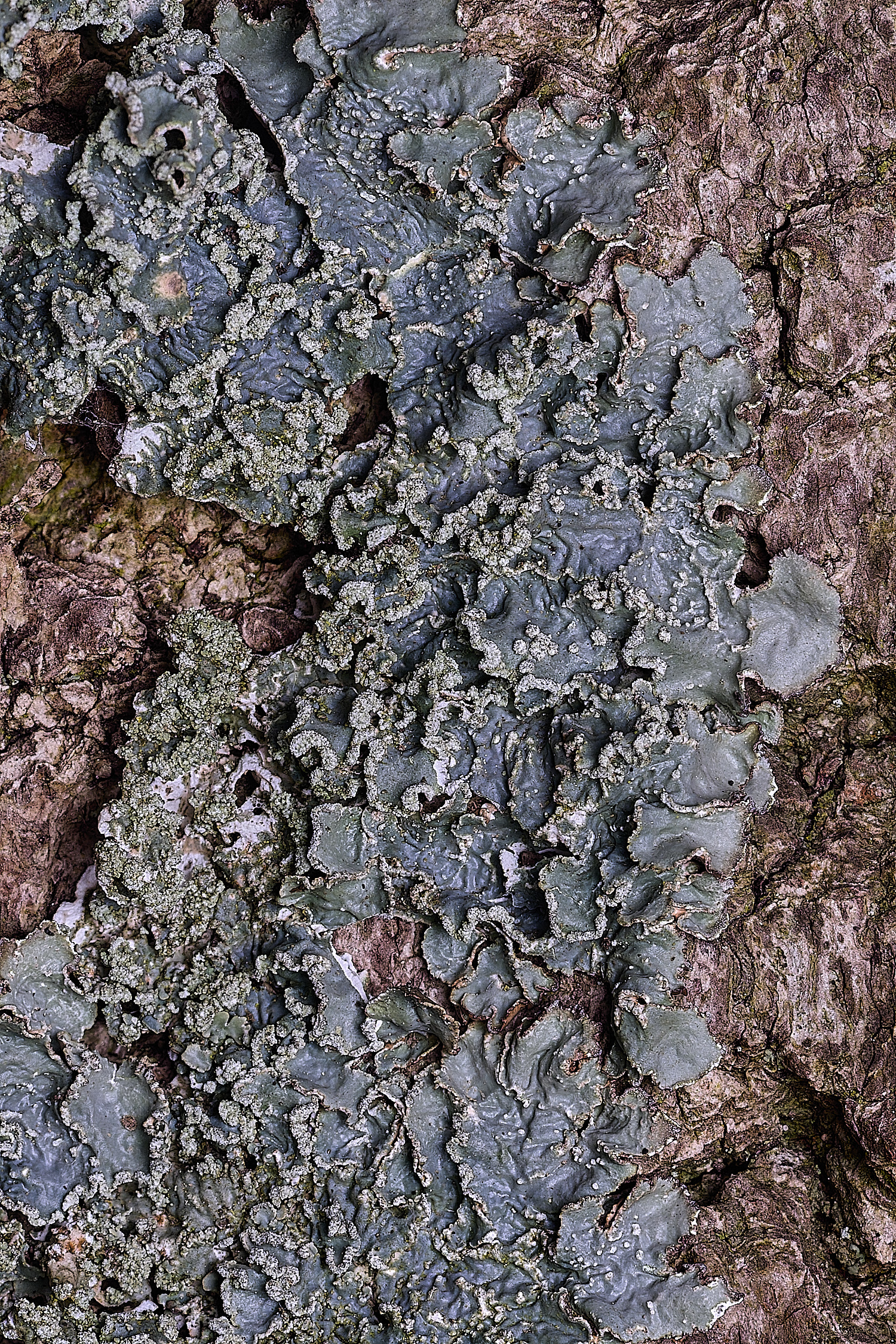 SalthouseHeathLichen3310326-2