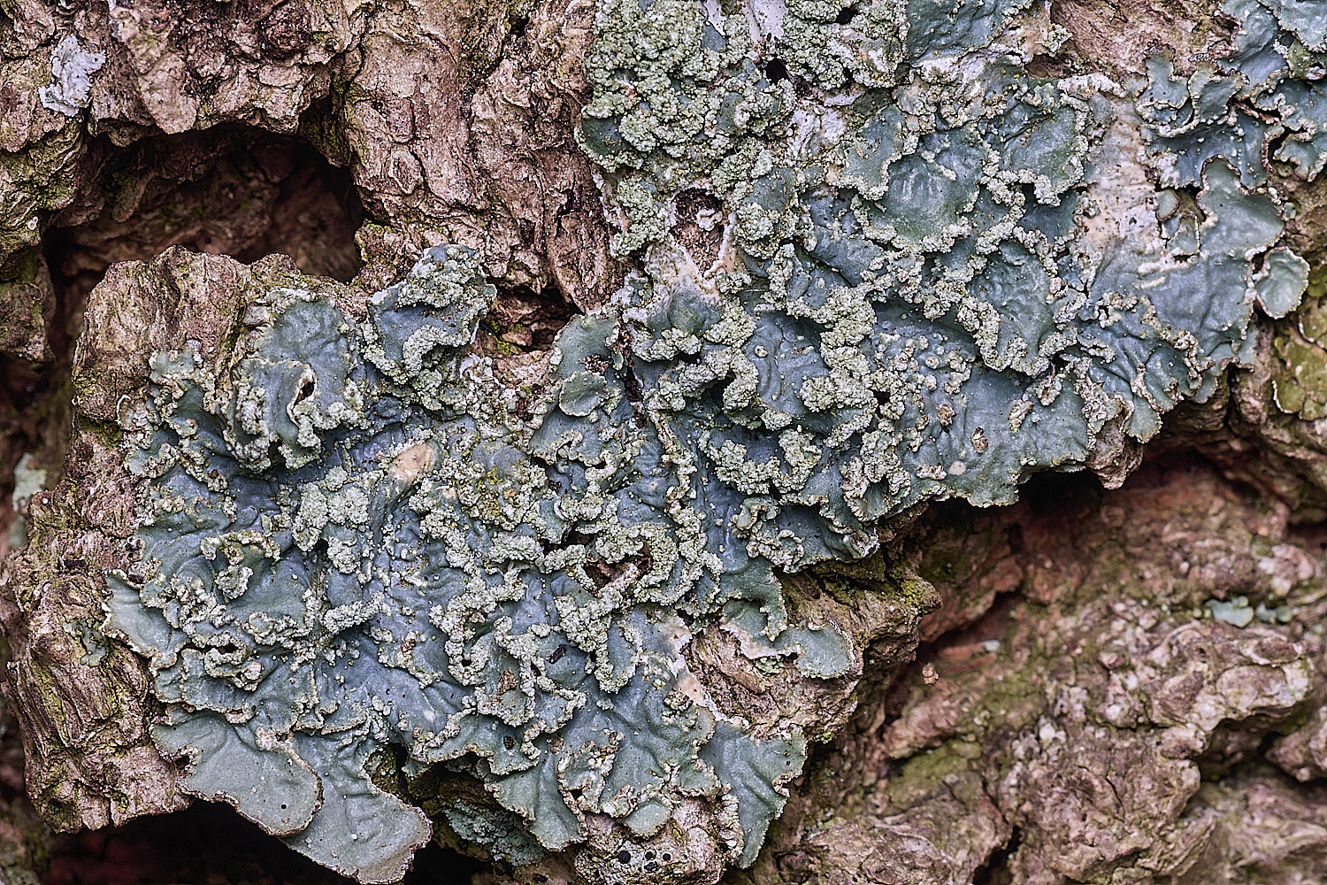 SalthouseHeathLichen3310326-3